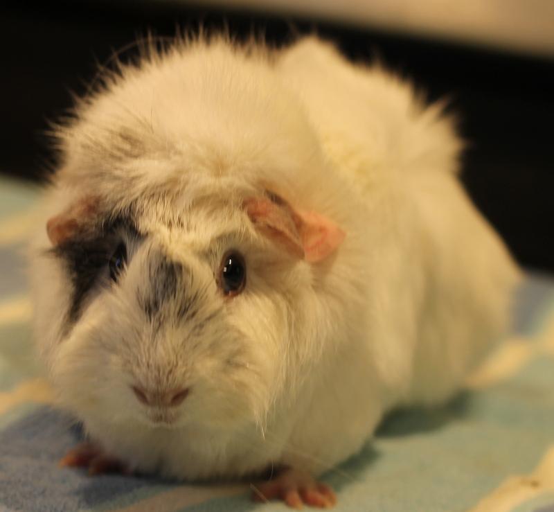 Emily and Princess, a ADOPTABLE Guinea Pig in Budd Lake, NJ image 3/6