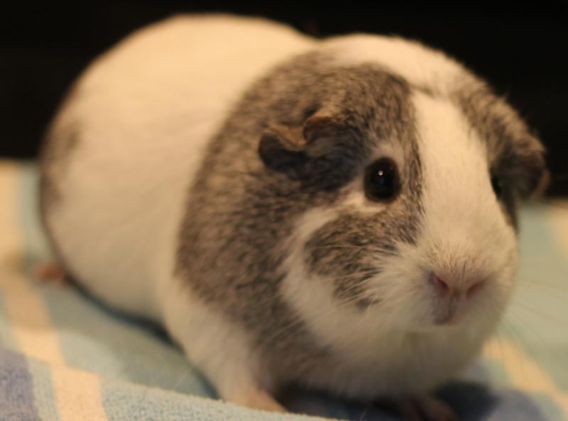 Emily and Princess, a ADOPTABLE Guinea Pig in Budd Lake, NJ image 6/6