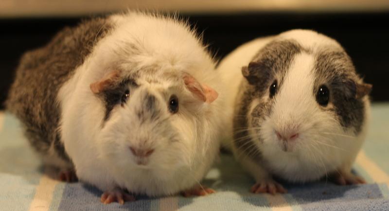 Emily and Princess, ADOPTABLE, Young Female Guinea Pig.