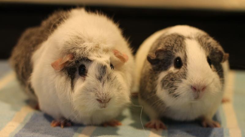 Emily and Princess, a ADOPTABLE Guinea Pig in Budd Lake, NJ image 4/6