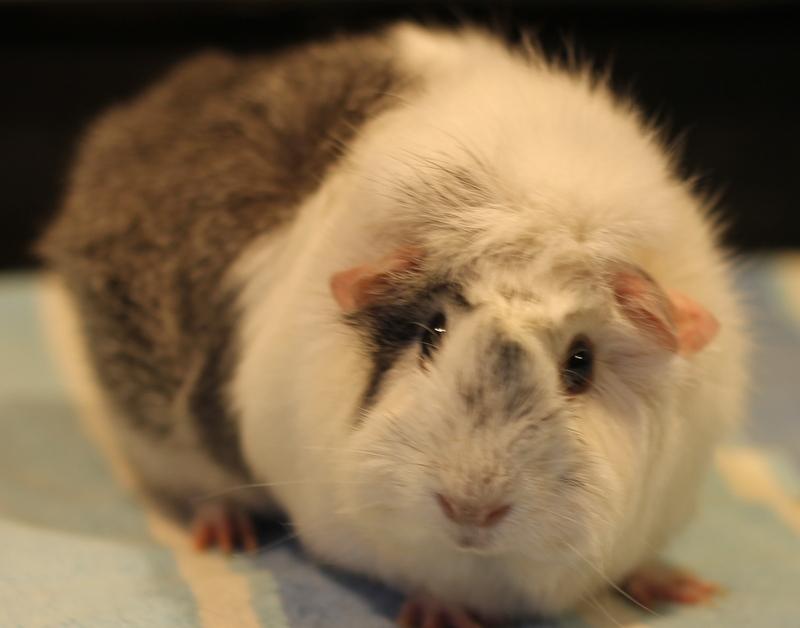 Emily and Princess, a ADOPTABLE Guinea Pig in Budd Lake, NJ image 2/6