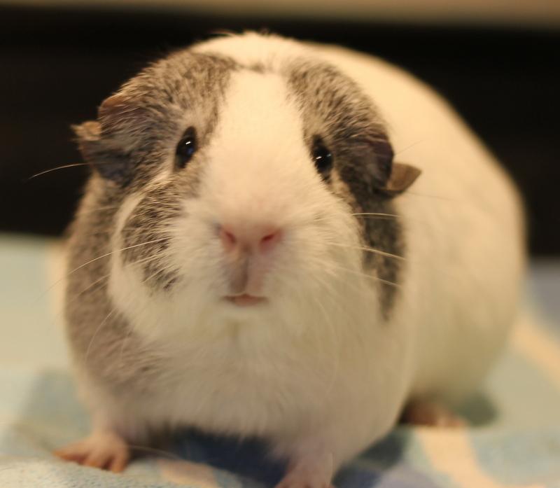 Emily and Princess, a ADOPTABLE Guinea Pig in Budd Lake, NJ image 5/6