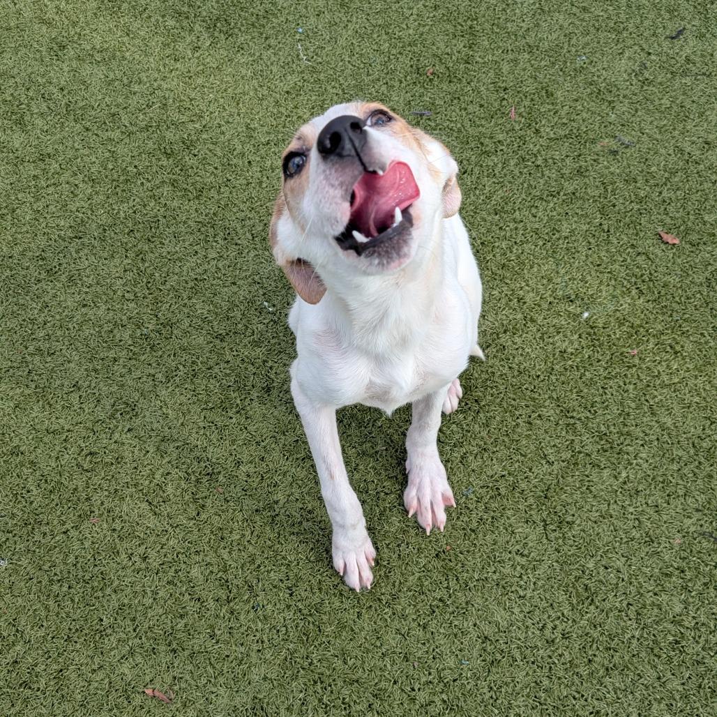 Milton, Adoptable, Young Male Hound.