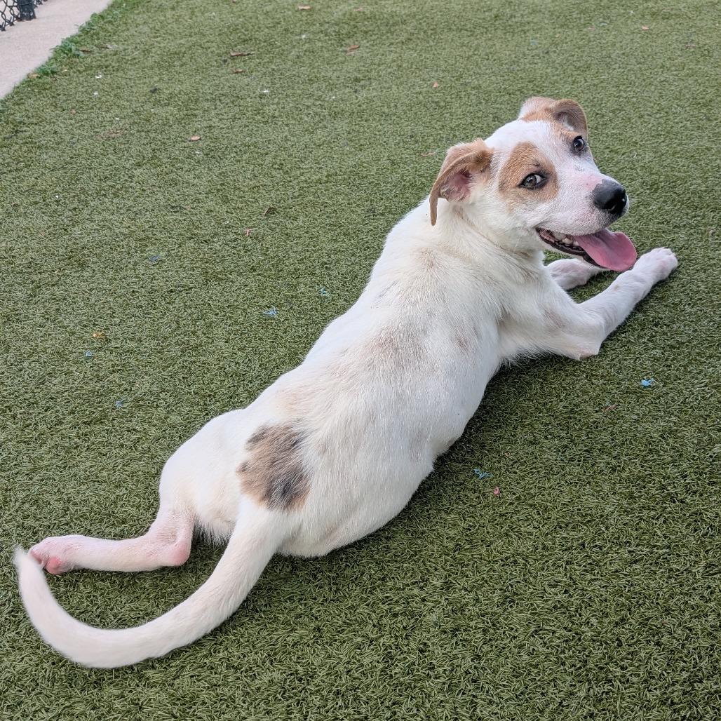 Enlarge Milton, a Adoptable mixed breed in Bryan, TX image 2/4