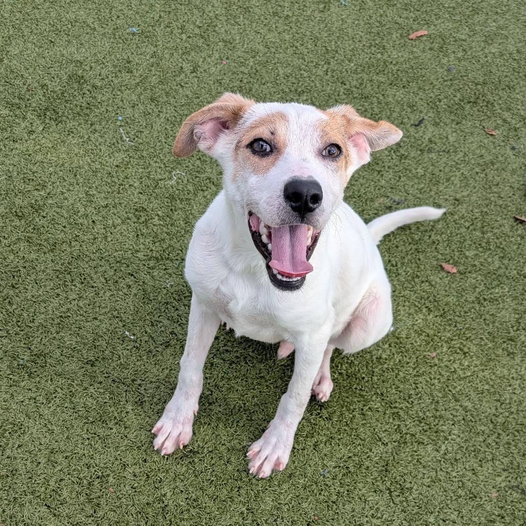 Enlarge Milton, a Adoptable mixed breed in Bryan, TX image 3/4