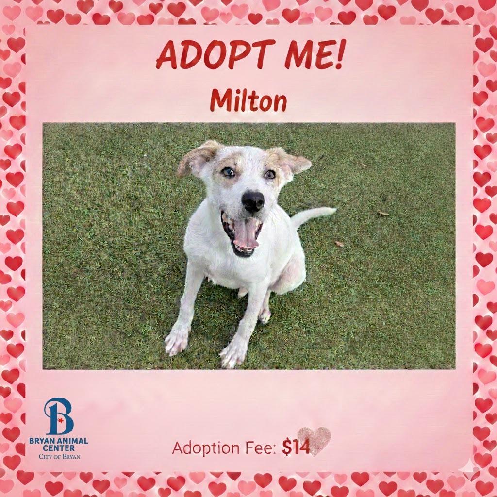 Enlarge Milton, a Adoptable mixed breed in Bryan, TX image 4/4