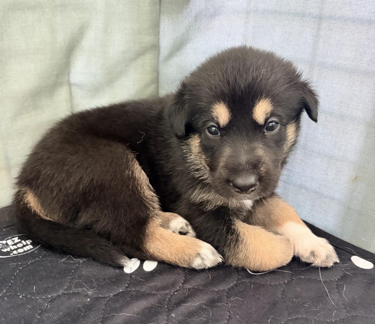 HONEY- Local, a ADOPTABLE mixed breed in Warwick, RI image 3/5