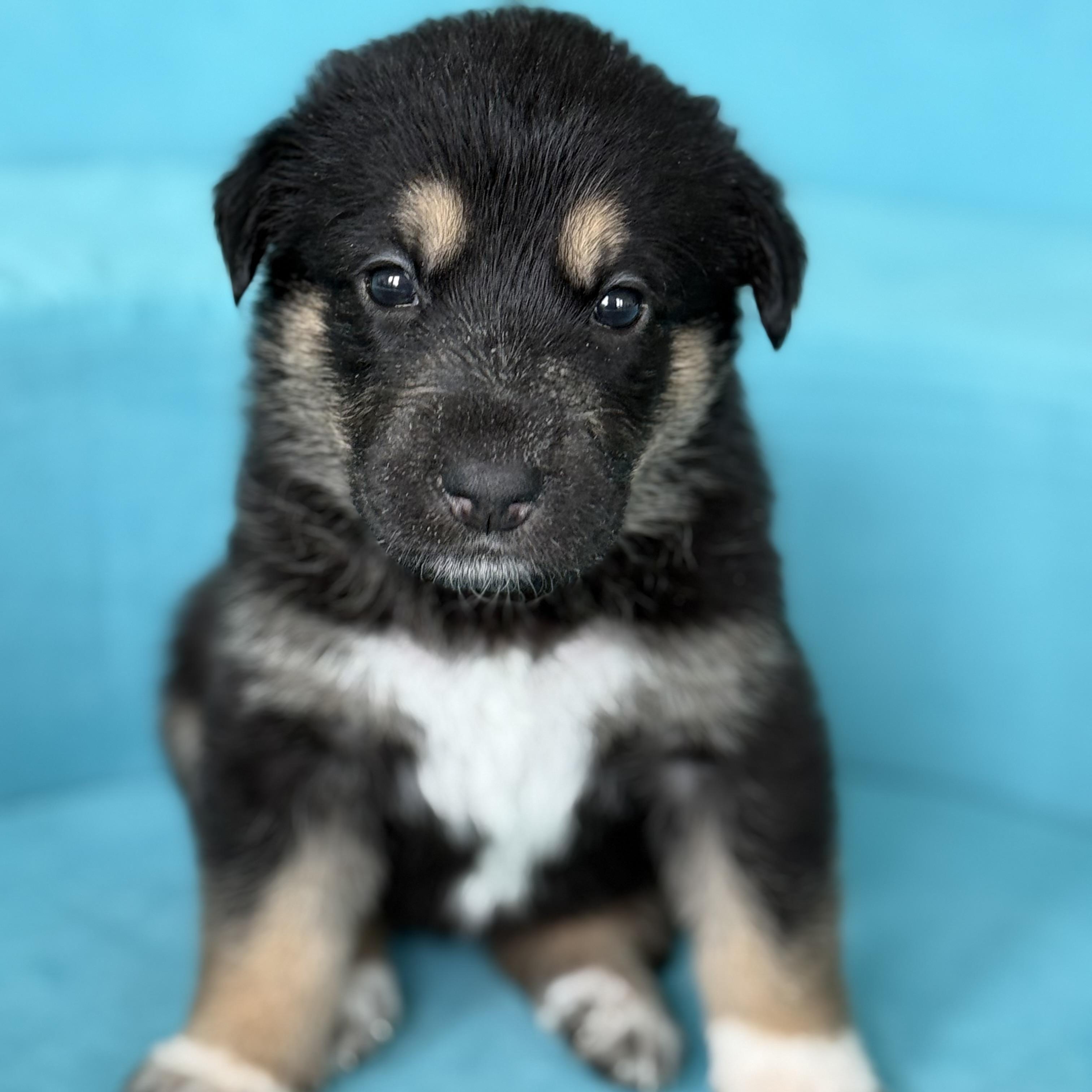 HONEY- Local, a ADOPTABLE mixed breed in Warwick, RI image 2/5