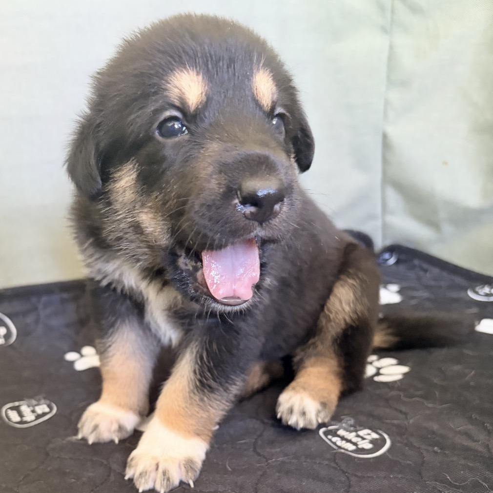 HONEY- Local, a ADOPTABLE mixed breed in Warwick, RI image 1/5