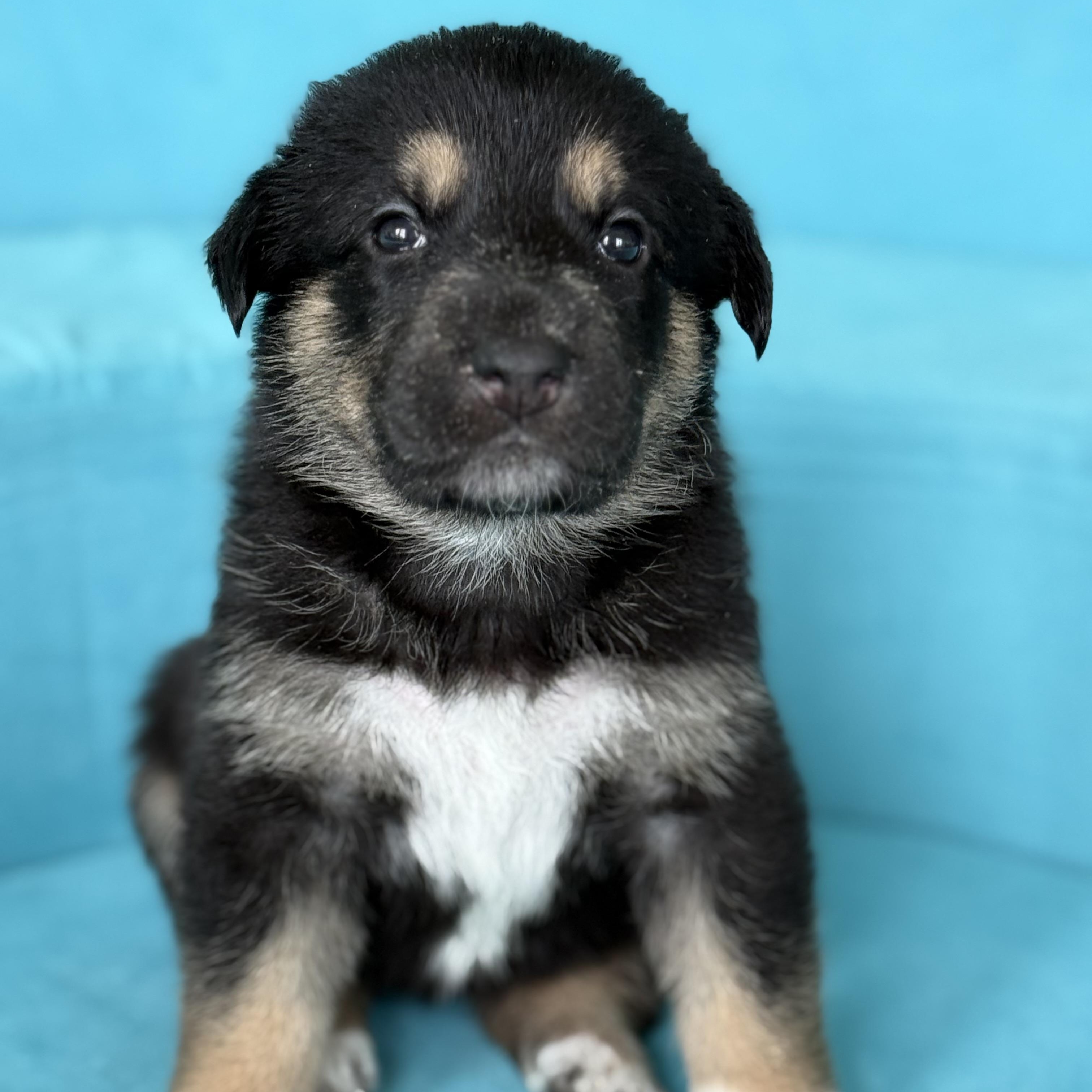 HONEY- Local, a ADOPTABLE mixed breed in Warwick, RI image 5/5