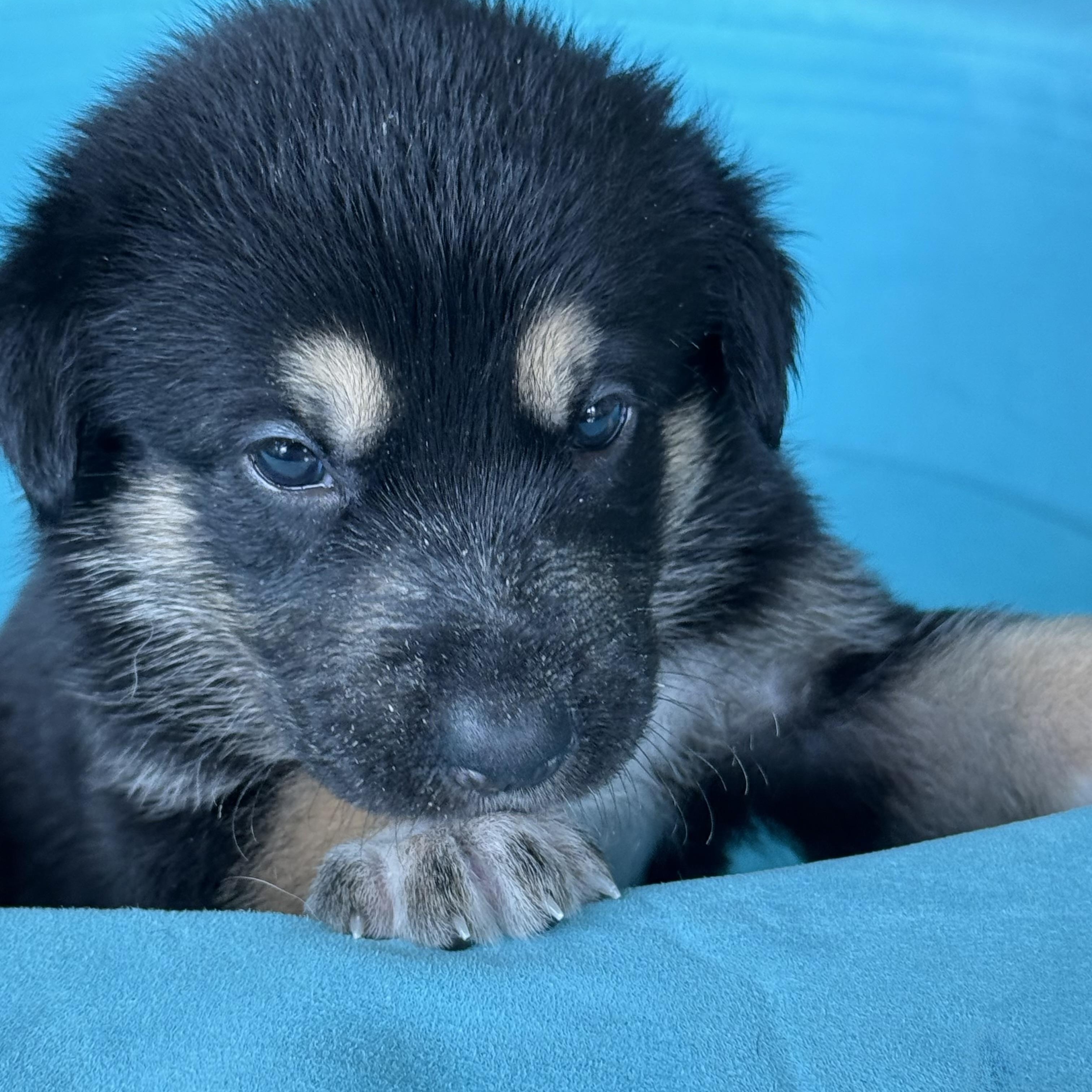 HONEY- Local, a ADOPTABLE mixed breed in Warwick, RI image 4/5