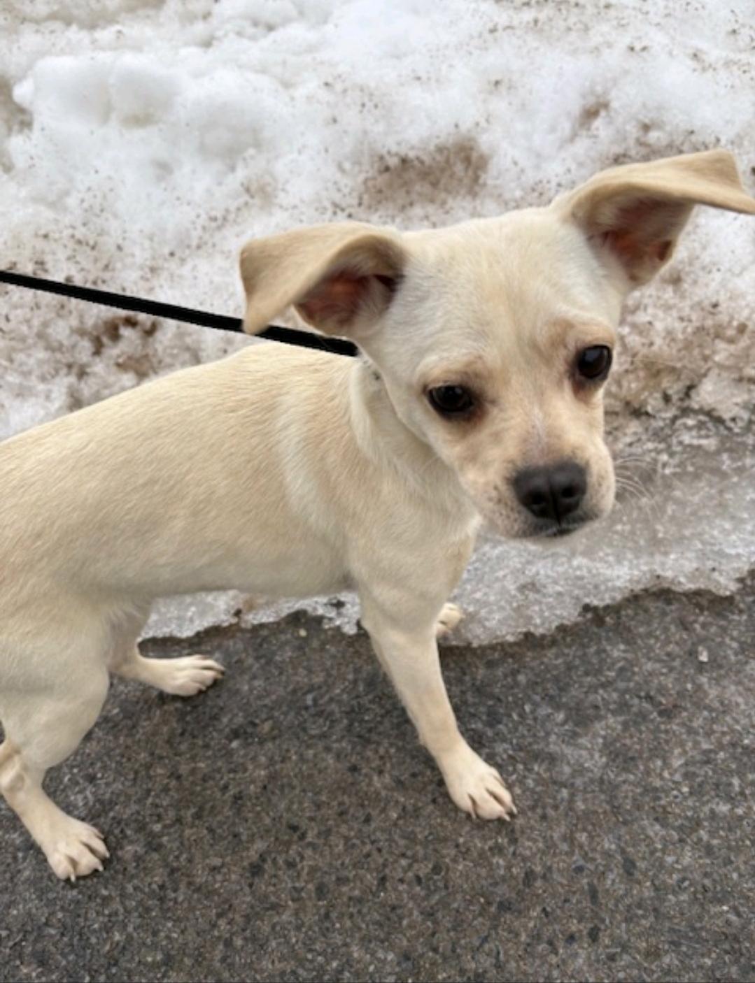 Enlarge Cashew, a ADOPTABLE Puggle in Torrington, CT image 4/5