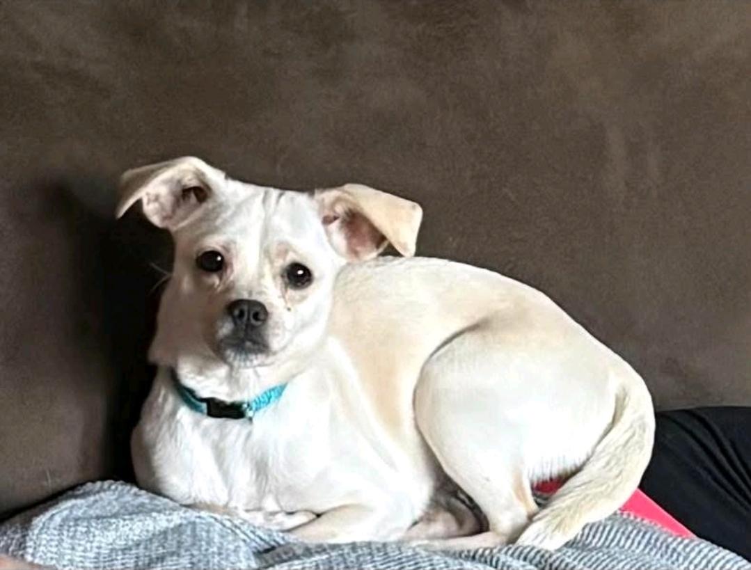 Enlarge Cashew-puggle(pug/beagle), an adopted Puggle in Torrington, CT image 6/6