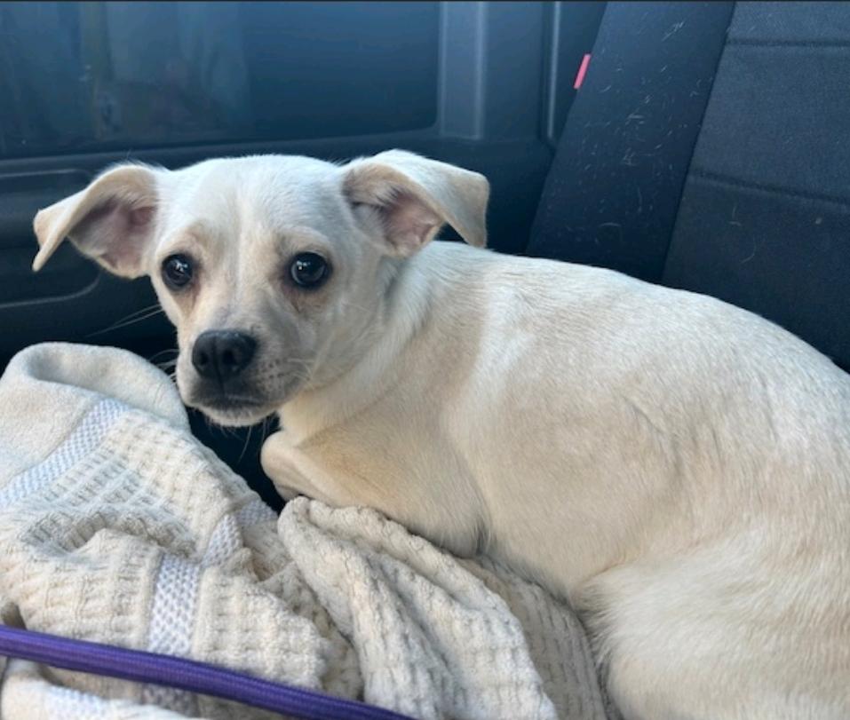 Enlarge Cashew, a ADOPTABLE Puggle in Torrington, CT image 5/5