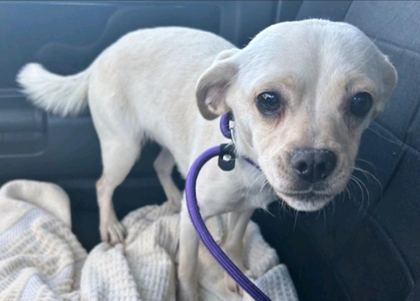 Enlarge Cashew, a ADOPTABLE Puggle in Torrington, CT image 2/5