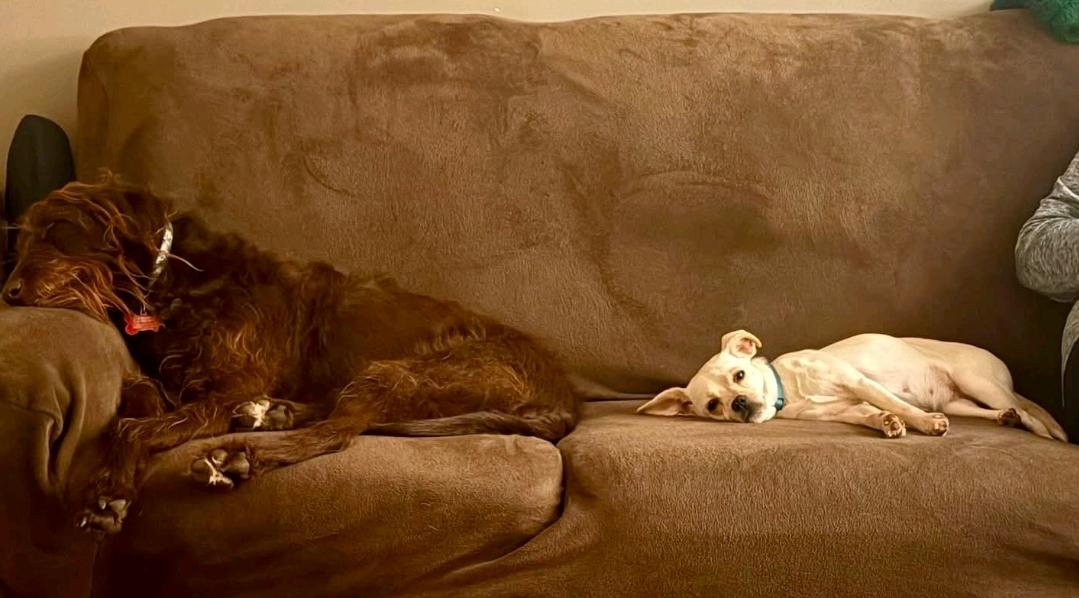 Enlarge Cashew-puggle(pug/beagle), an adopted Puggle in Torrington, CT image 5/6