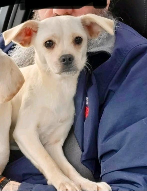 Cashew, ADOPTABLE, Puppy Female Puggle.