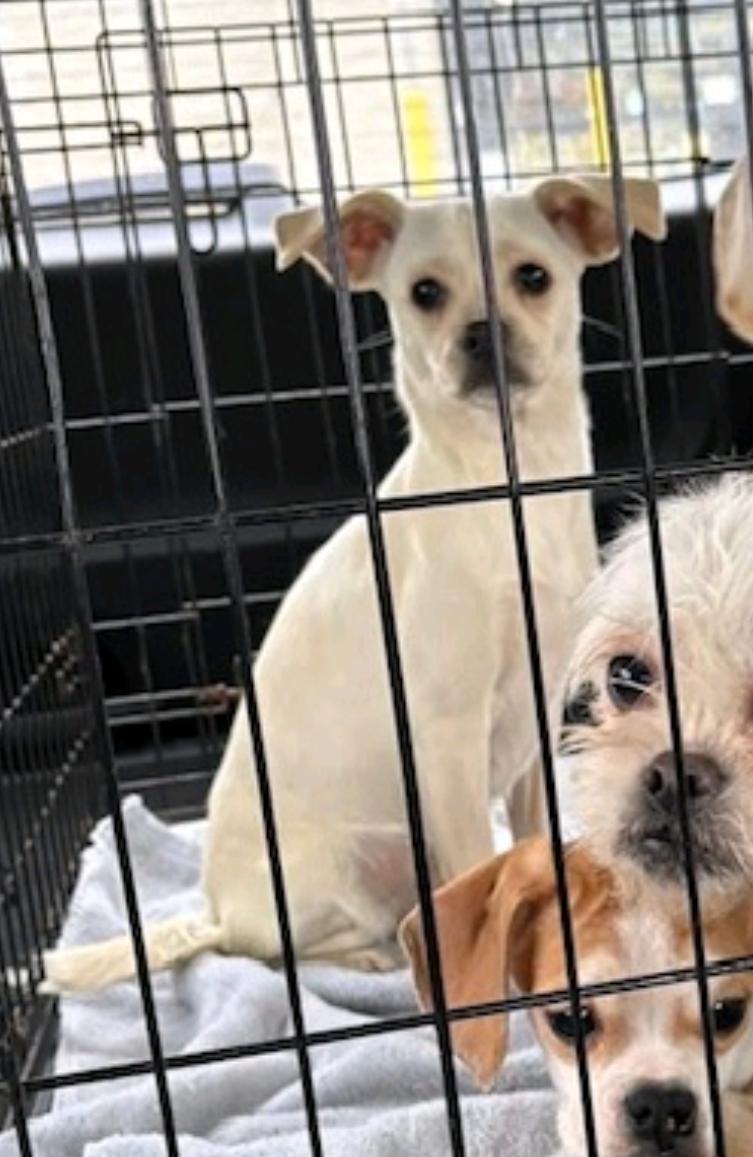 Enlarge Cashew, a ADOPTABLE Puggle in Torrington, CT image 3/5