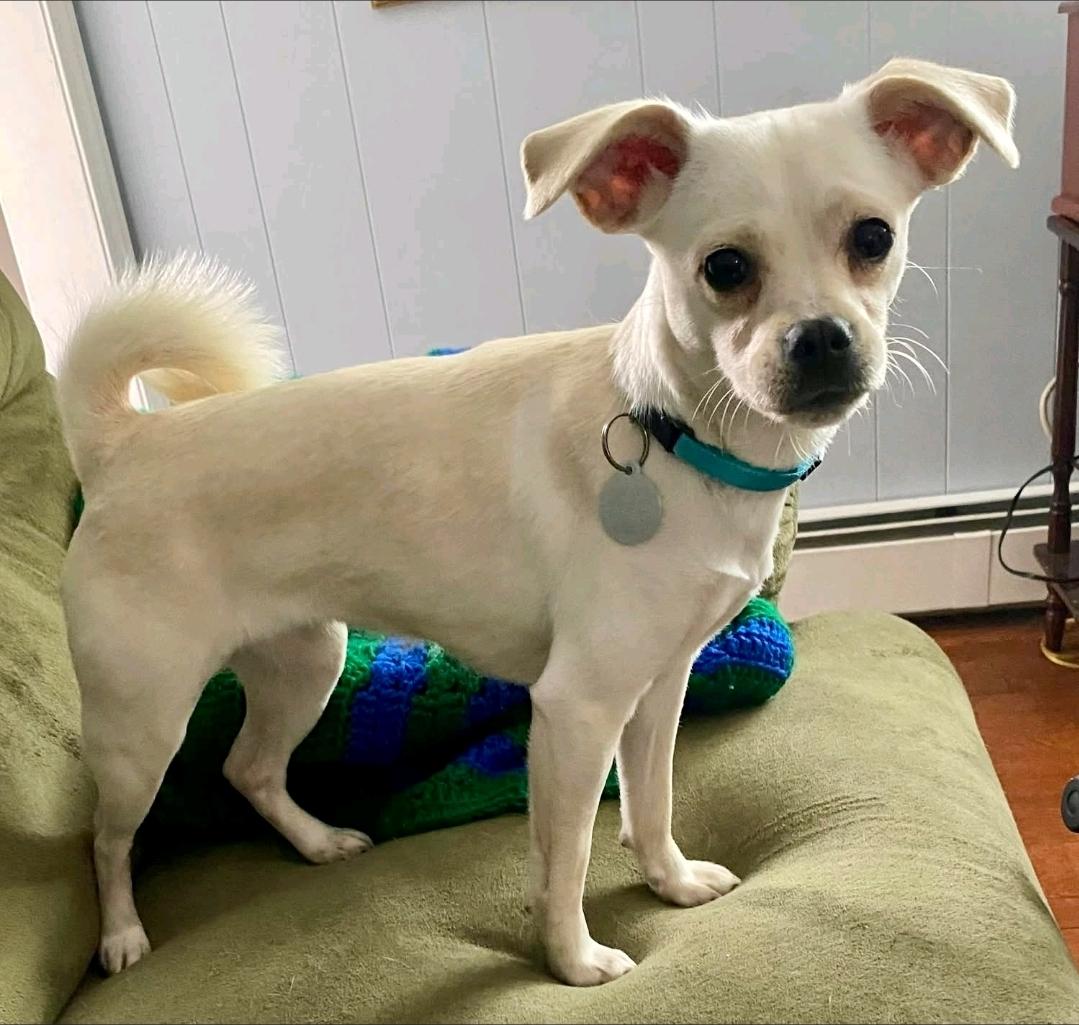 Enlarge Cashew-puggle(pug/beagle), an adopted Puggle in Torrington, CT image 1/6