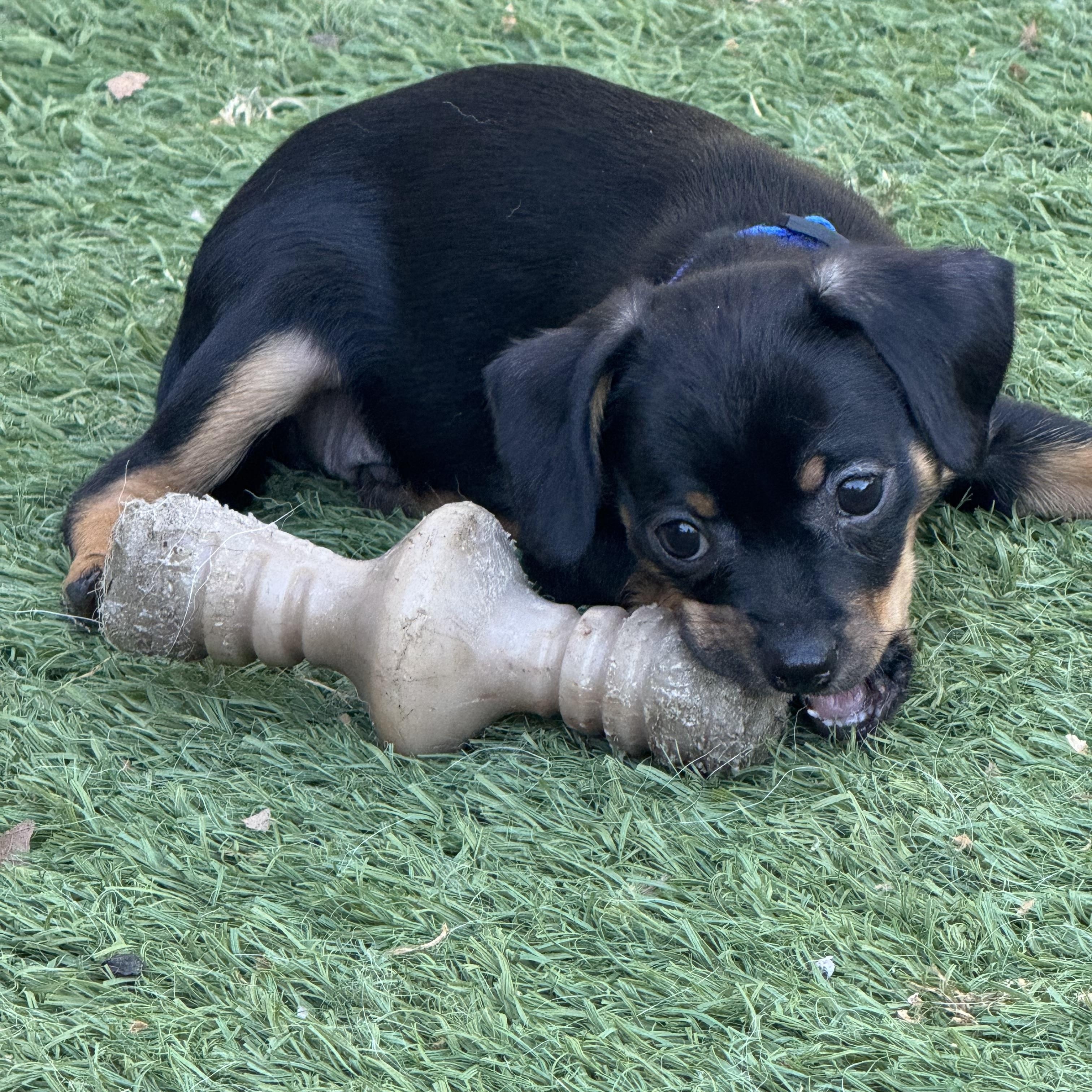 Cassidy, adoptable, Puppy Male Dachshund & Chihuahua.