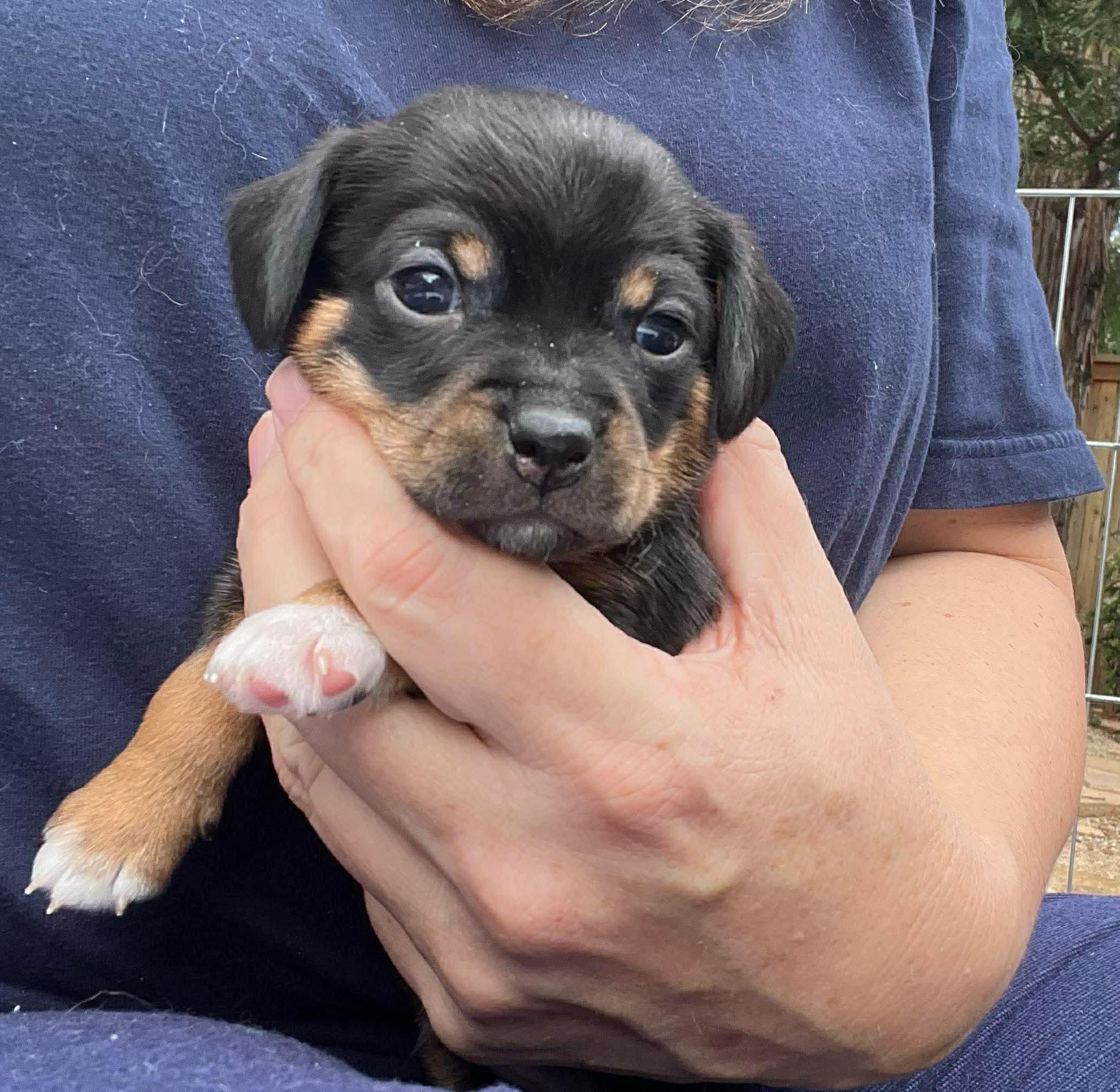 Enlarge Cassidy, an adoptable mixed breed in Lincoln, CA image 2/2