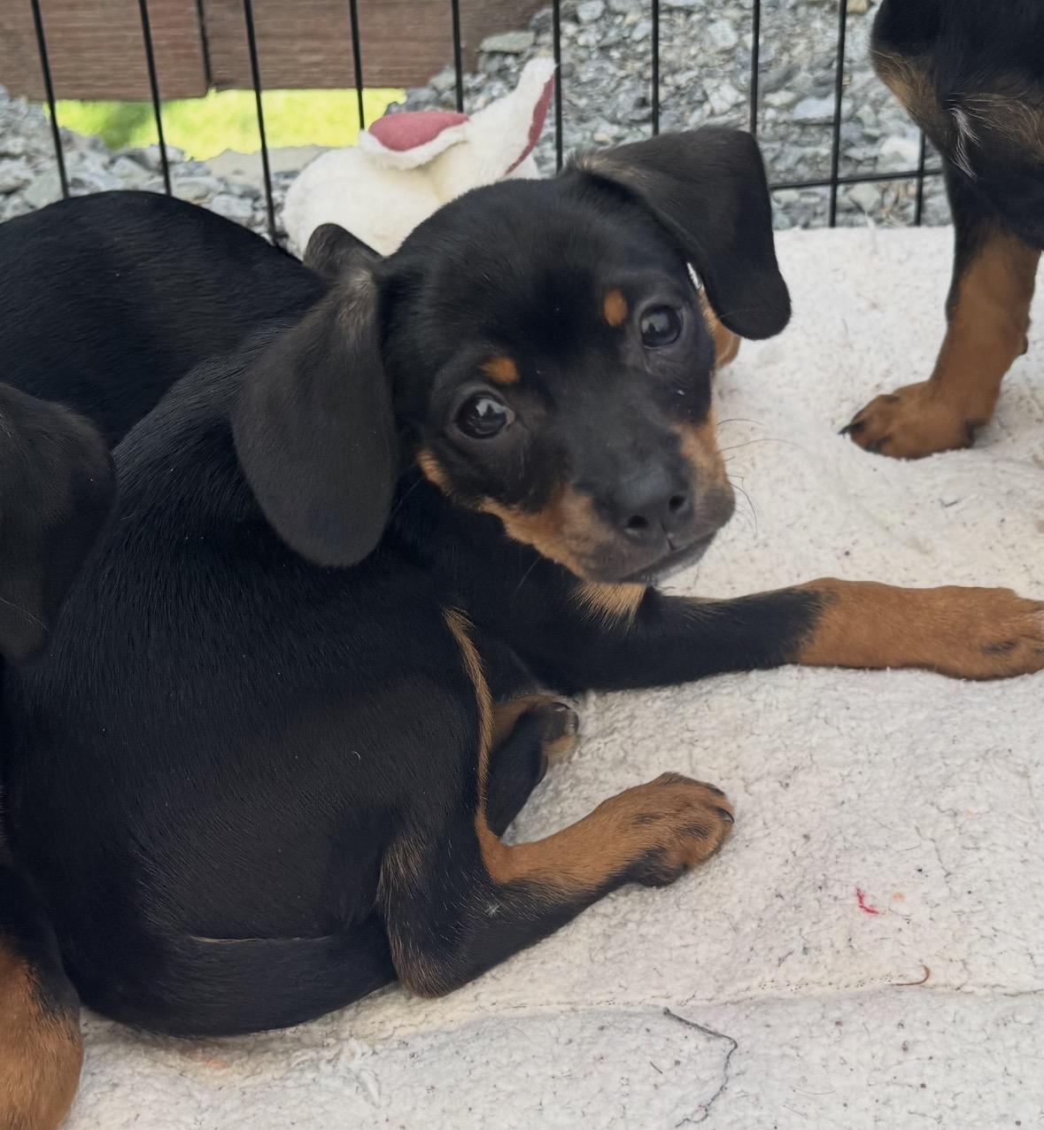 Enlarge Cassidy, an adoptable mixed breed in Lincoln, CA image 2/5