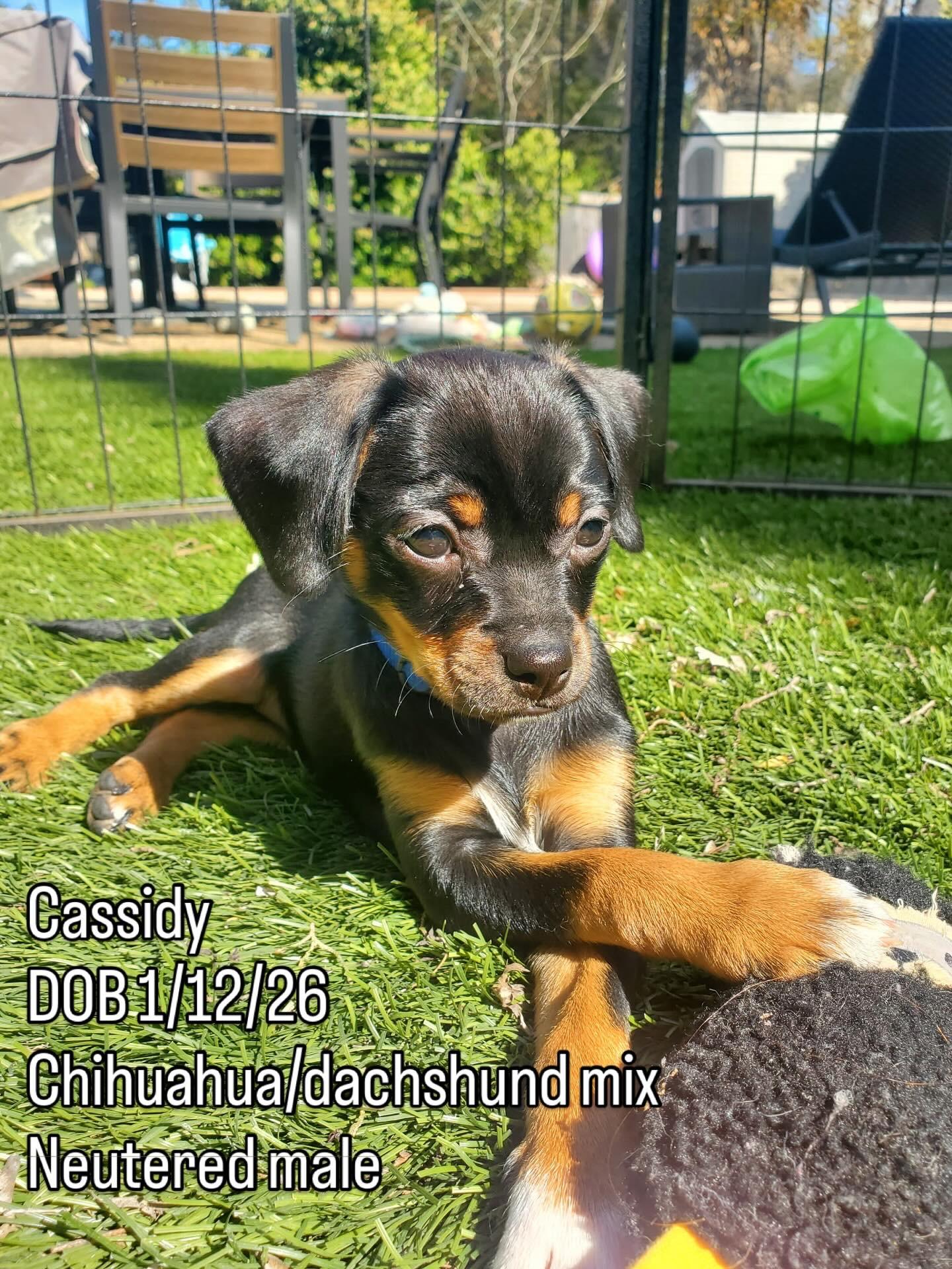 Enlarge Cassidy, an adoptable mixed breed in Lincoln, CA image 3/5