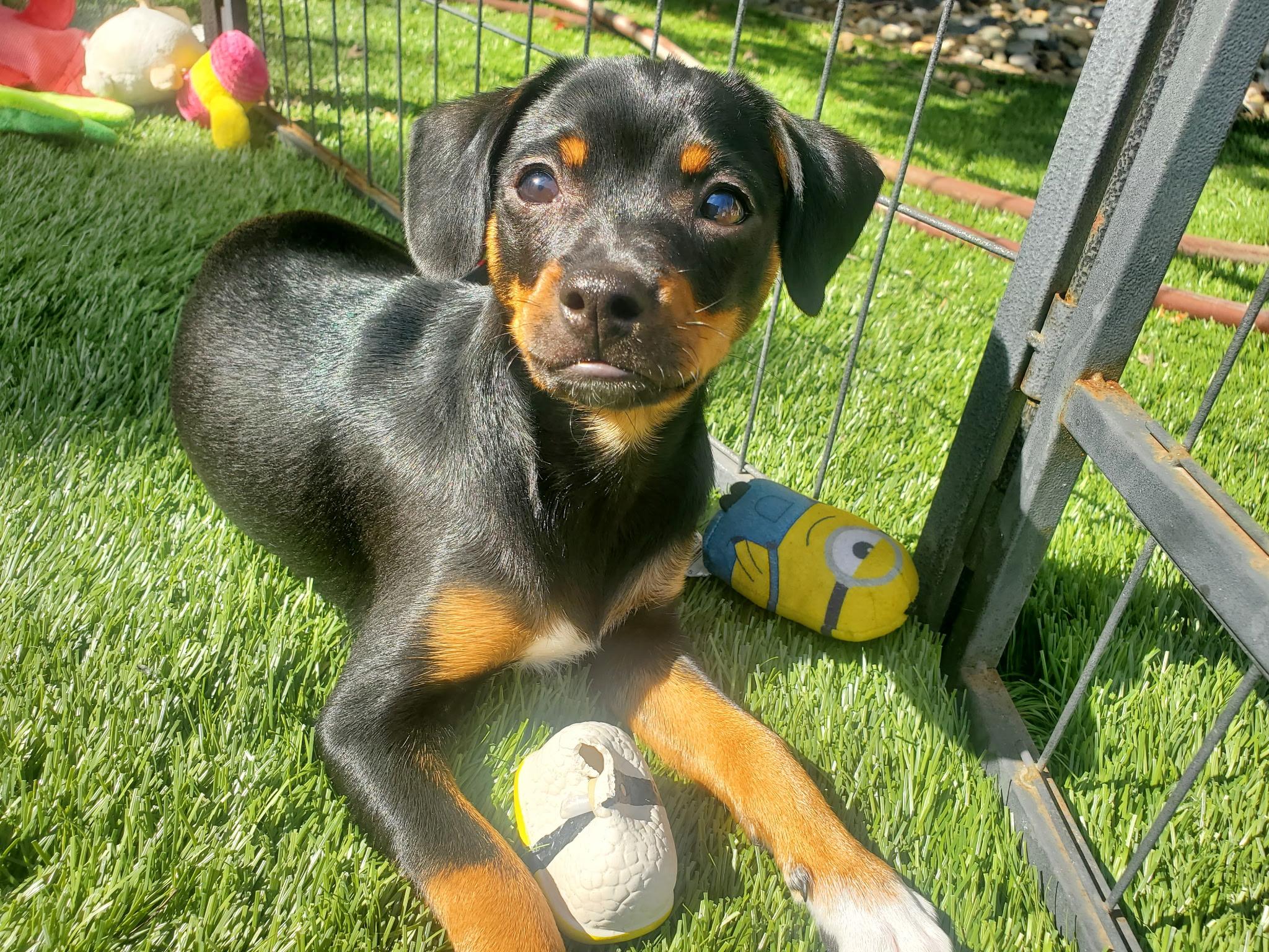 Enlarge Cassidy, an adoptable mixed breed in Lincoln, CA image 1/5