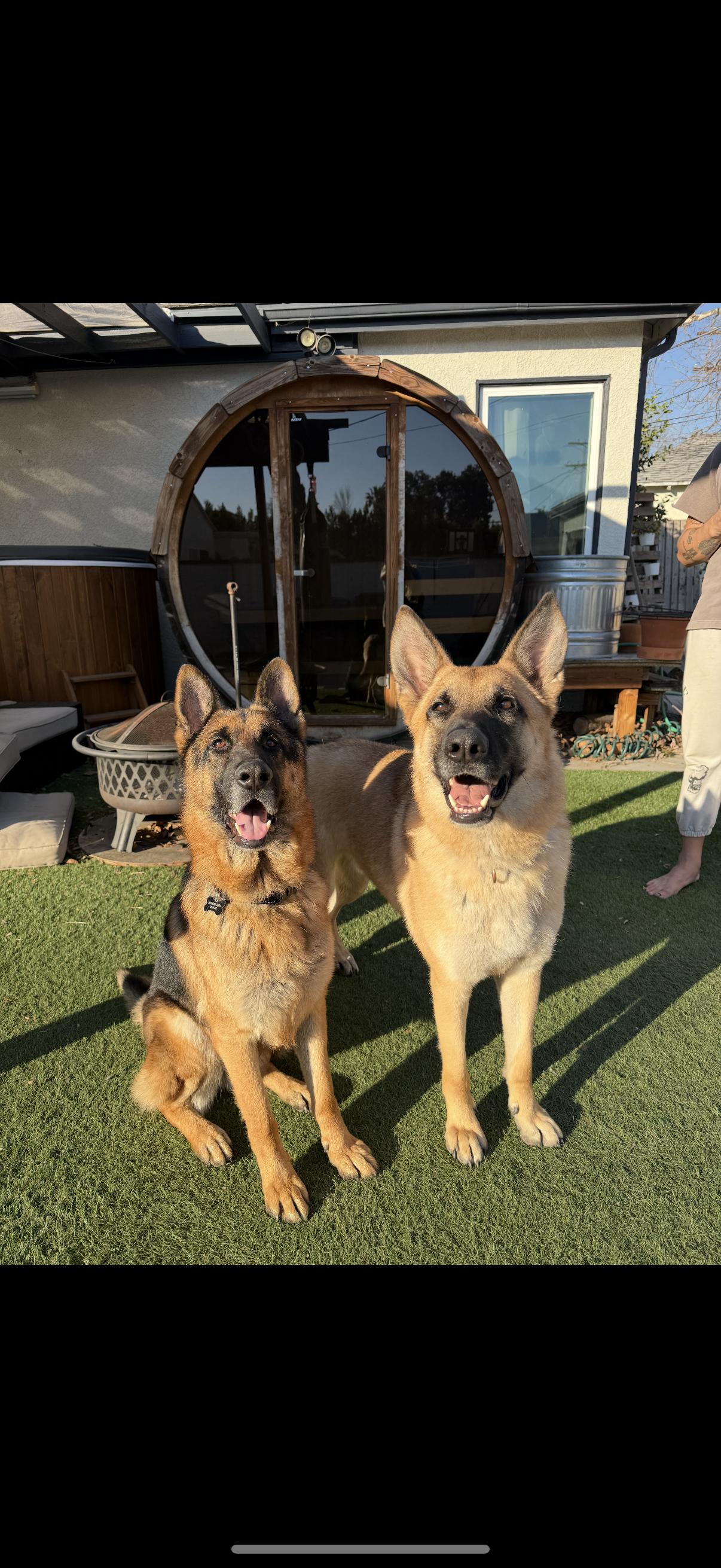 Enlarge RONNIE, a ADOPTABLE German Shepherd Dog in Los Angeles, CA image 4/5