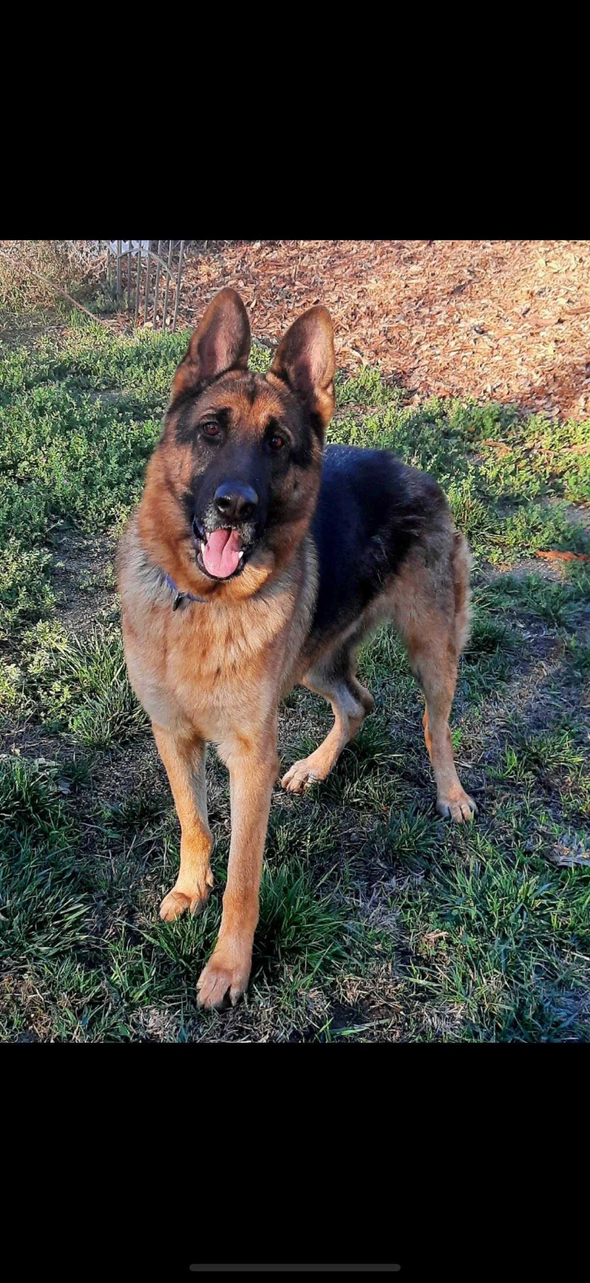 Enlarge RONNIE, a ADOPTABLE German Shepherd Dog in Los Angeles, CA image 5/5