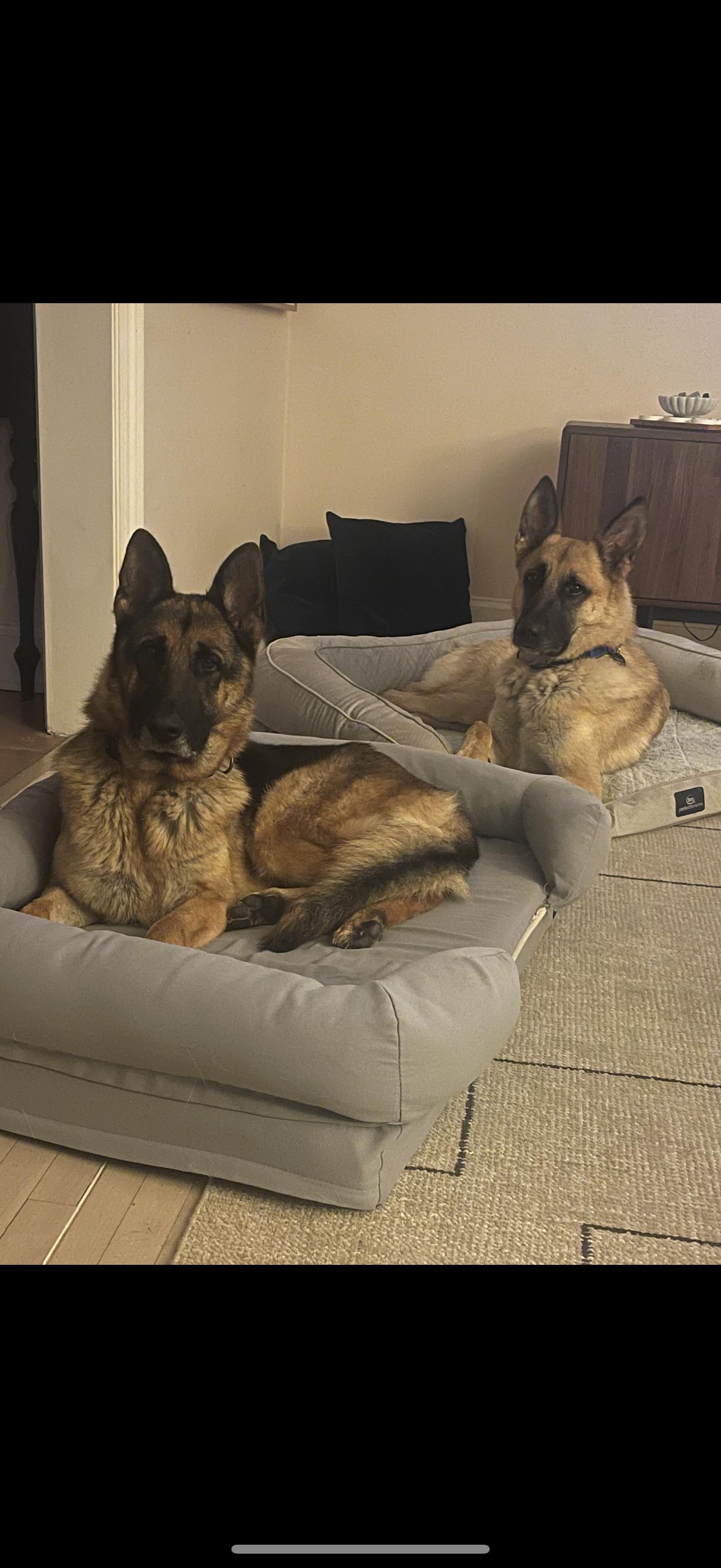 Enlarge RONNIE, a ADOPTABLE German Shepherd Dog in Los Angeles, CA image 1/5