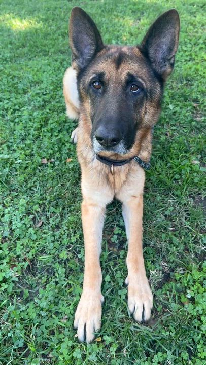 Enlarge RONNIE, a ADOPTABLE German Shepherd Dog in Los Angeles, CA video 2/5