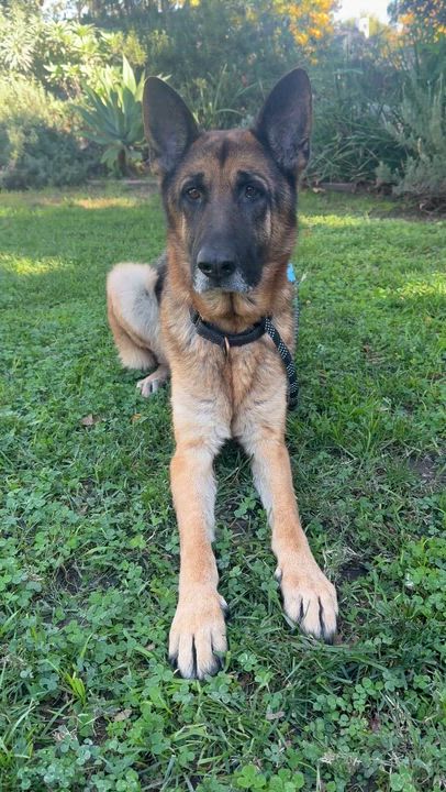 Enlarge RONNIE, a ADOPTABLE German Shepherd Dog in Los Angeles, CA video 3/5