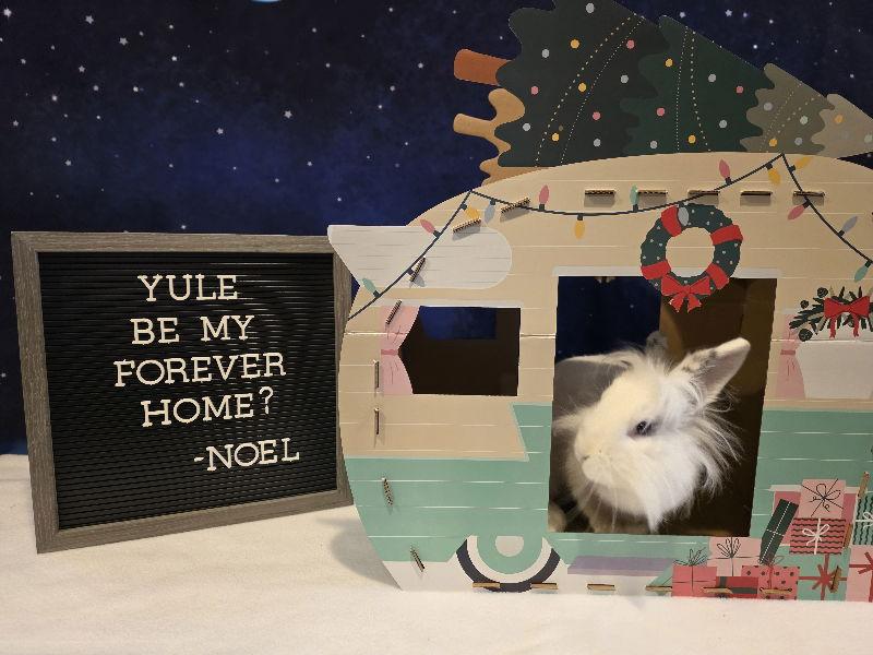 Noel, Adoptable, Adult Female Lionhead.