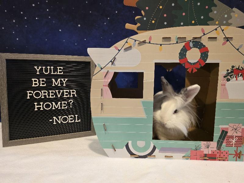 Enlarge Noel, a Adoptable Lionhead in Columbus, OH image 3/3