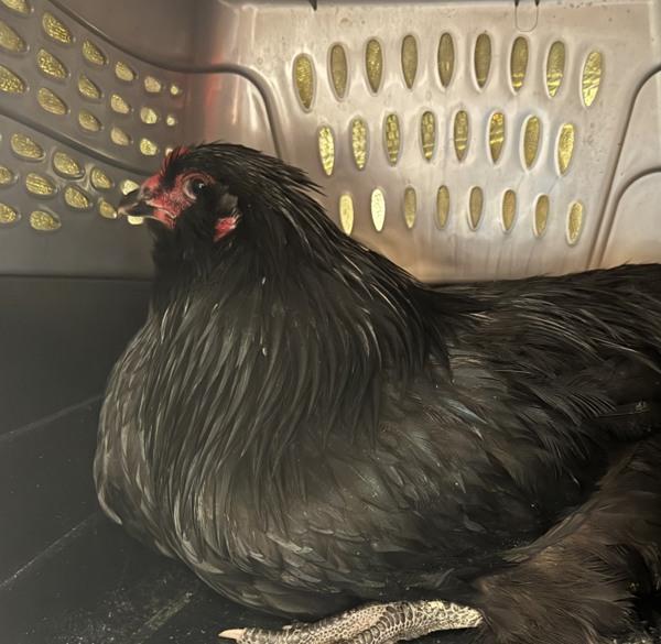 Enlarge Obsidian (mcas), a Adoptable mixed breed in Troutdale, OR image 1/1