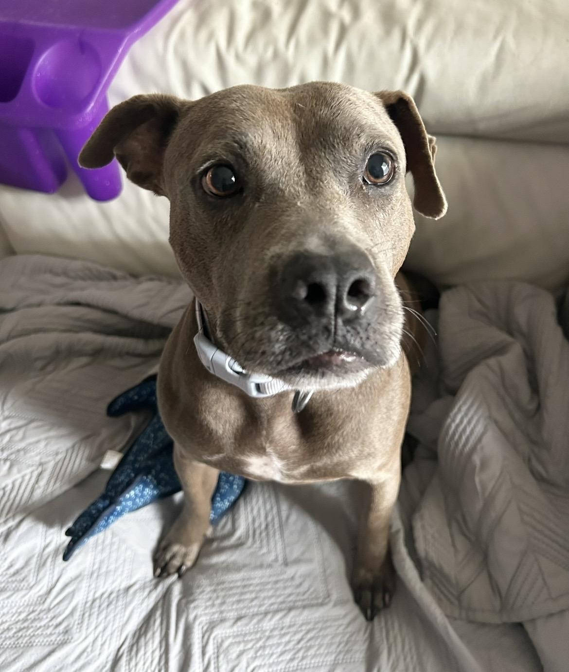 Enlarge Princess, a Adoptable mixed breed in New Haven, CT image 2/6
