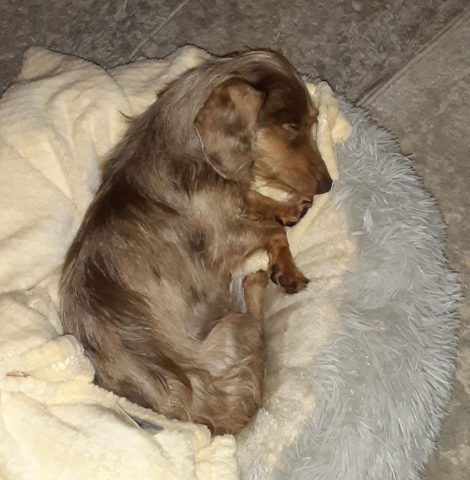 Junie, Adopted, Adult Female Dachshund.