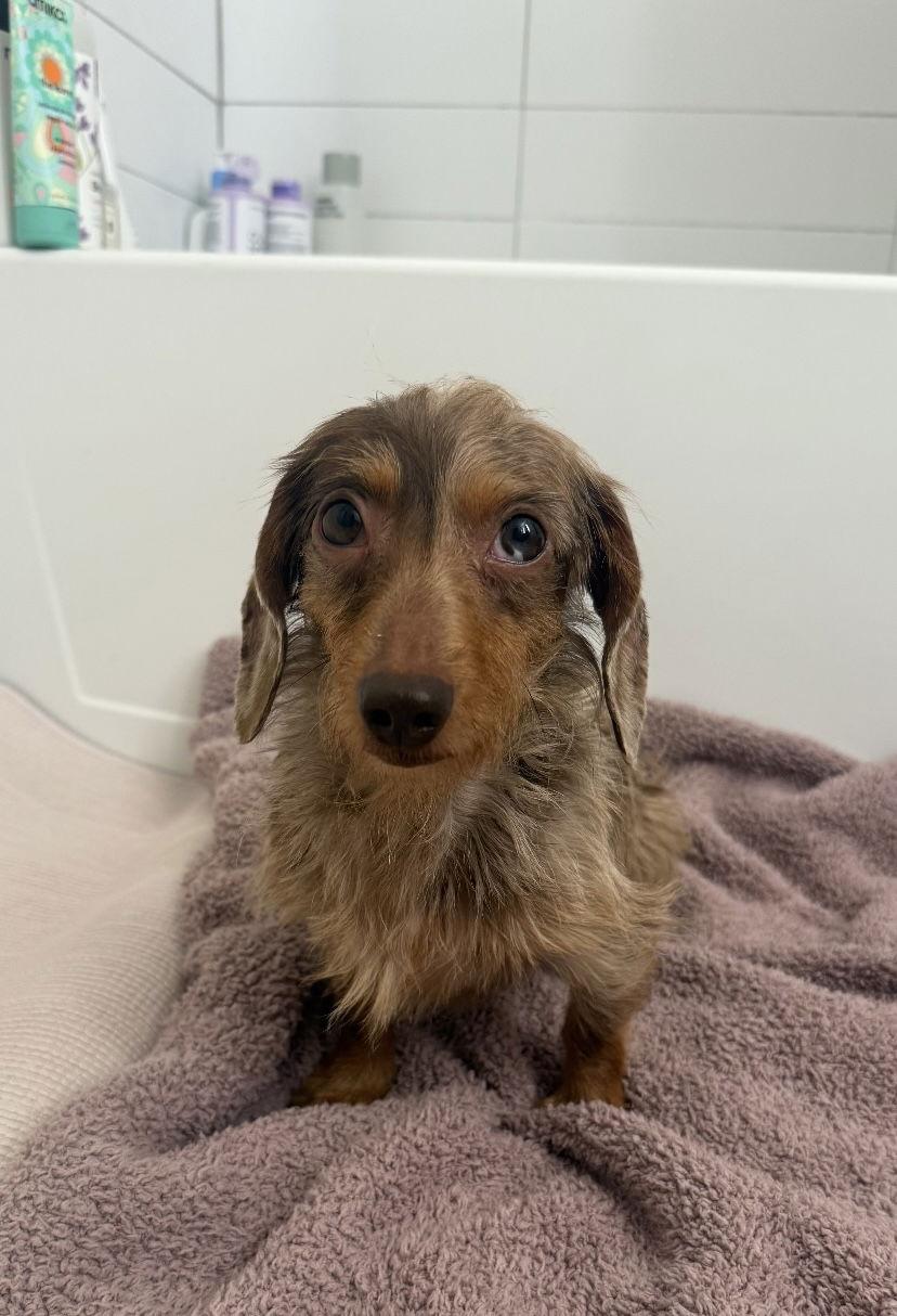 Enlarge Junie, a Adopted Dachshund in Pearland, TX image 2/3