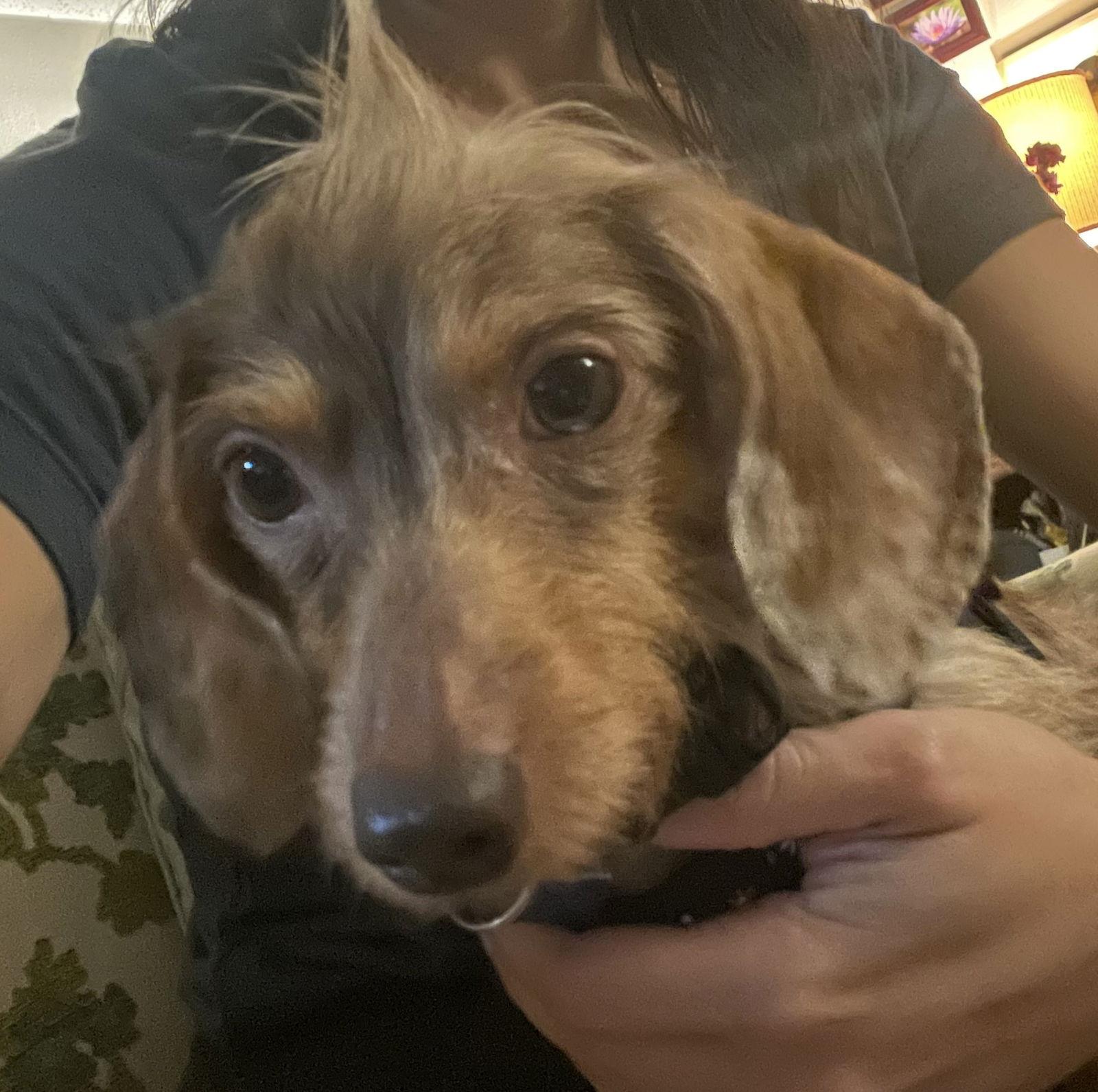 Enlarge Junie, a Adopted Dachshund in Pearland, TX image 3/3