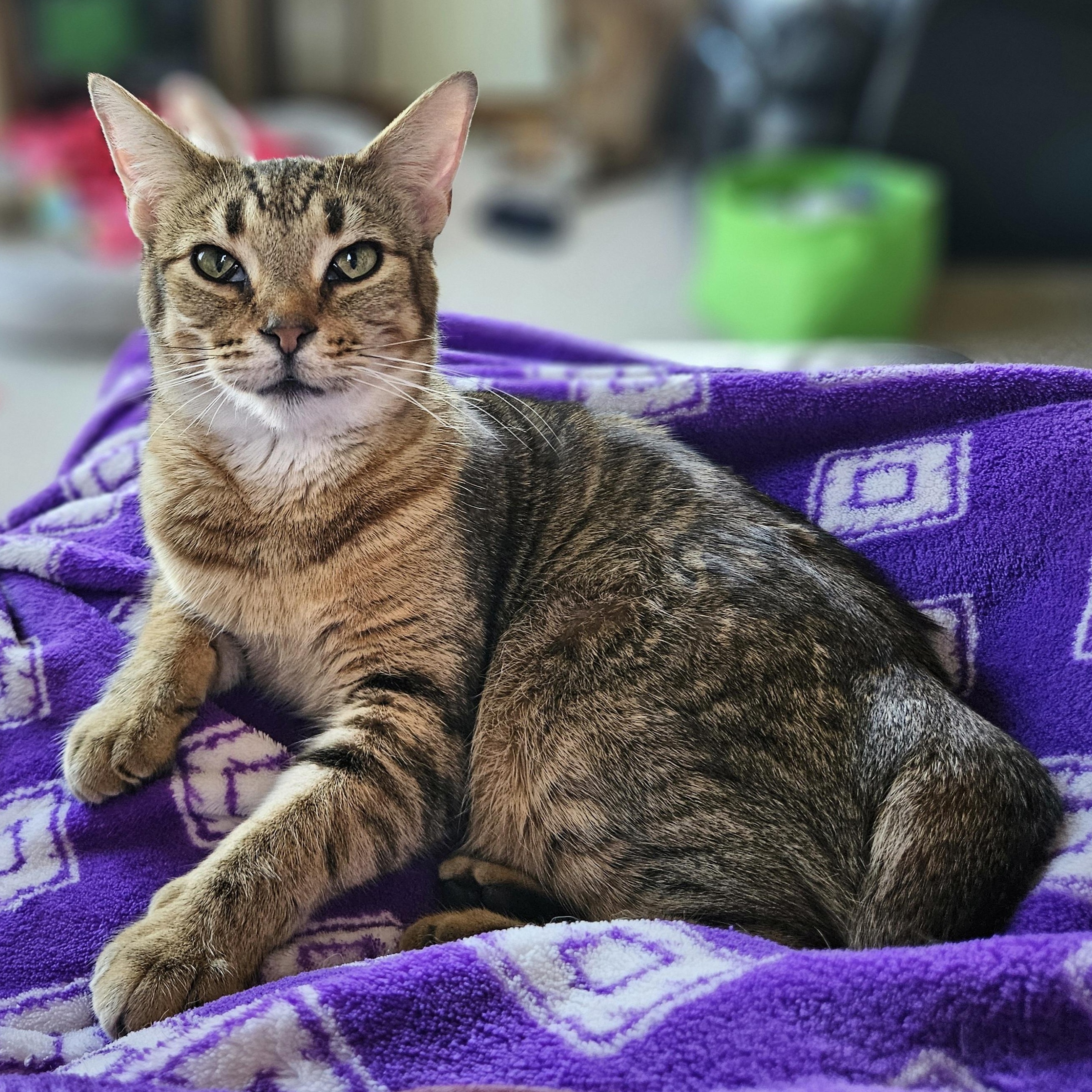 Ziti & Cocoa Pebbles *The Purrfect Girl Duo*