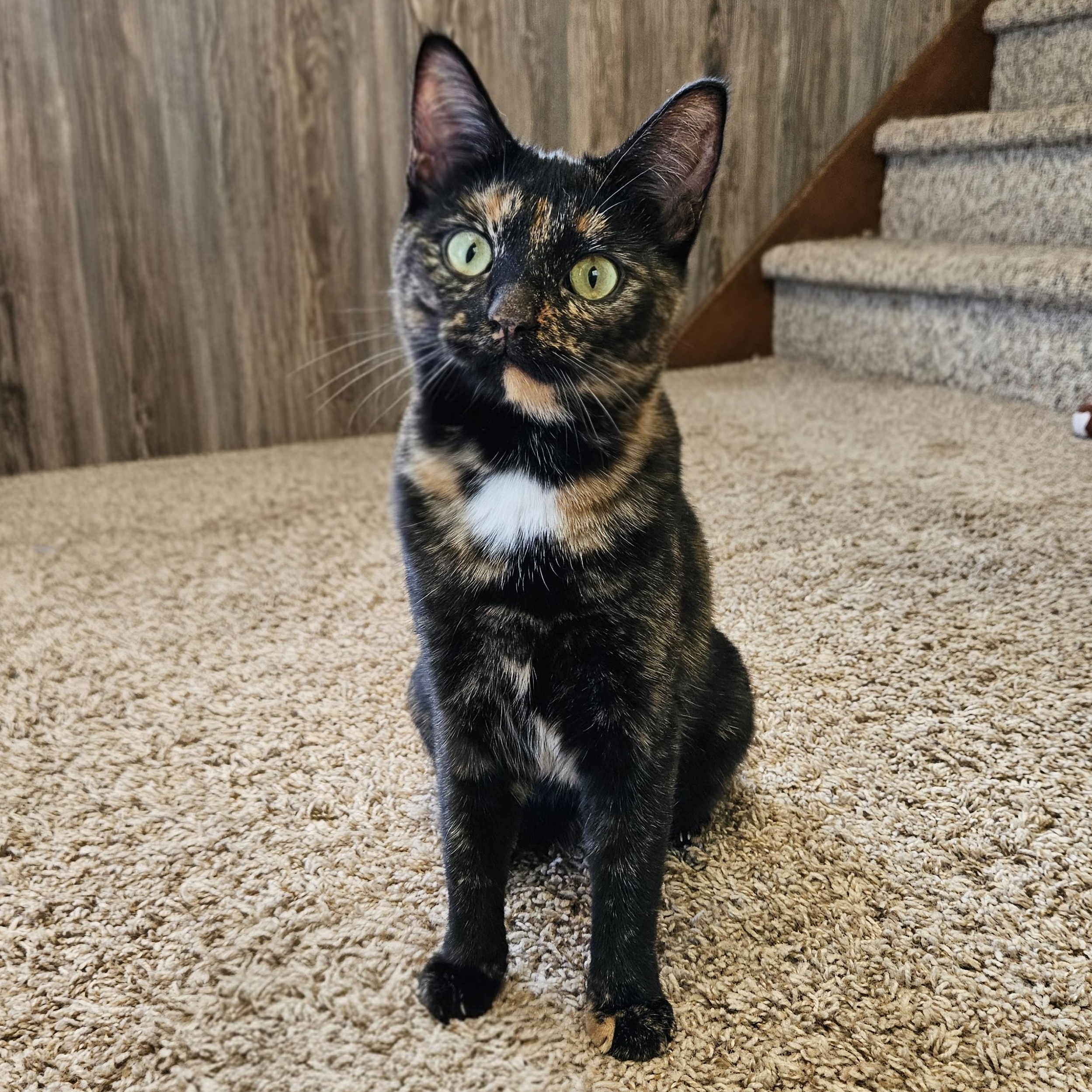 Ziti & Cocoa Pebbles *The Purrfect Girl Duo*