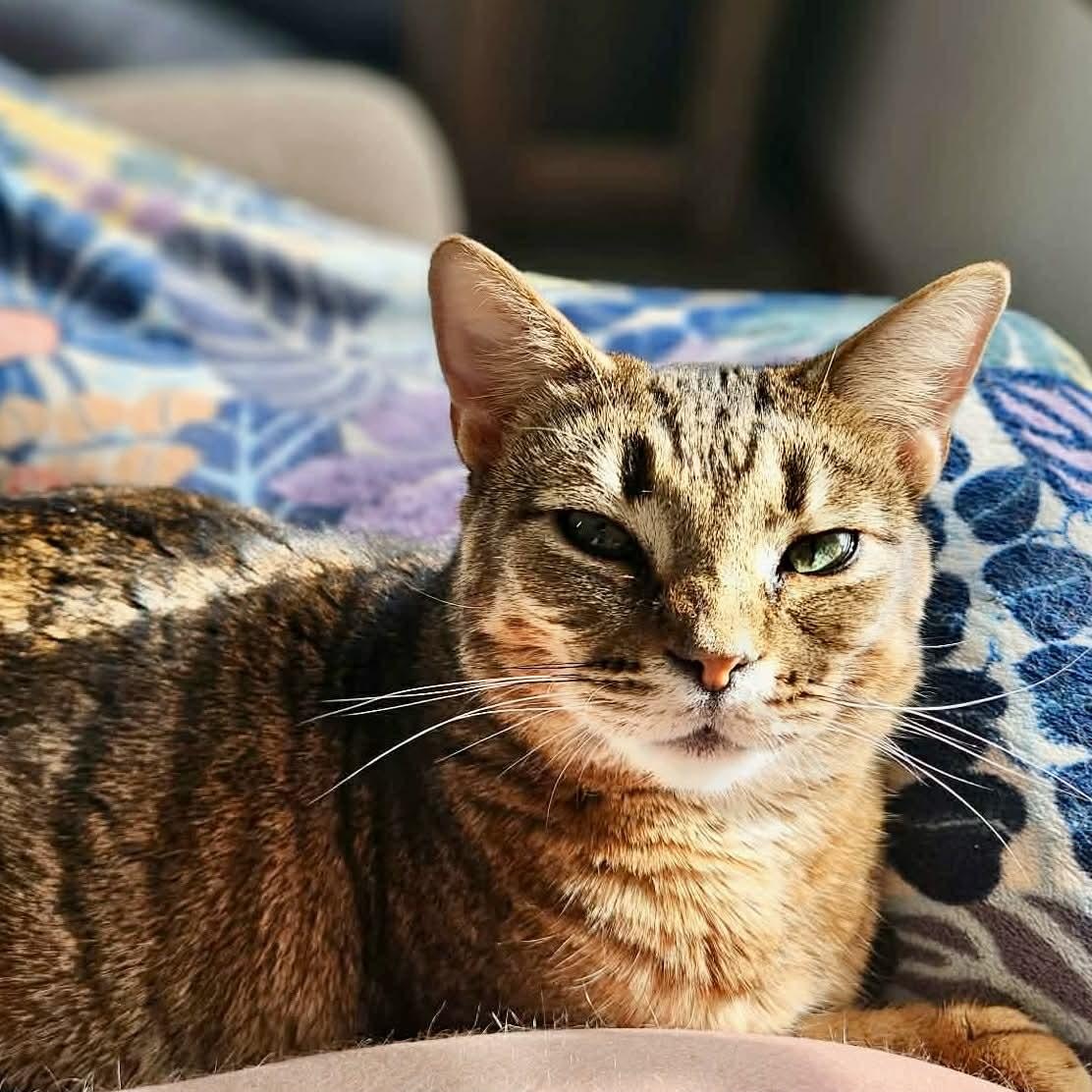 Enlarge Ziti & Cocoa Pebbles *The Purrfect Girl Duo*, a Adoptable mixed breed in Kentwood, MI image 1/6