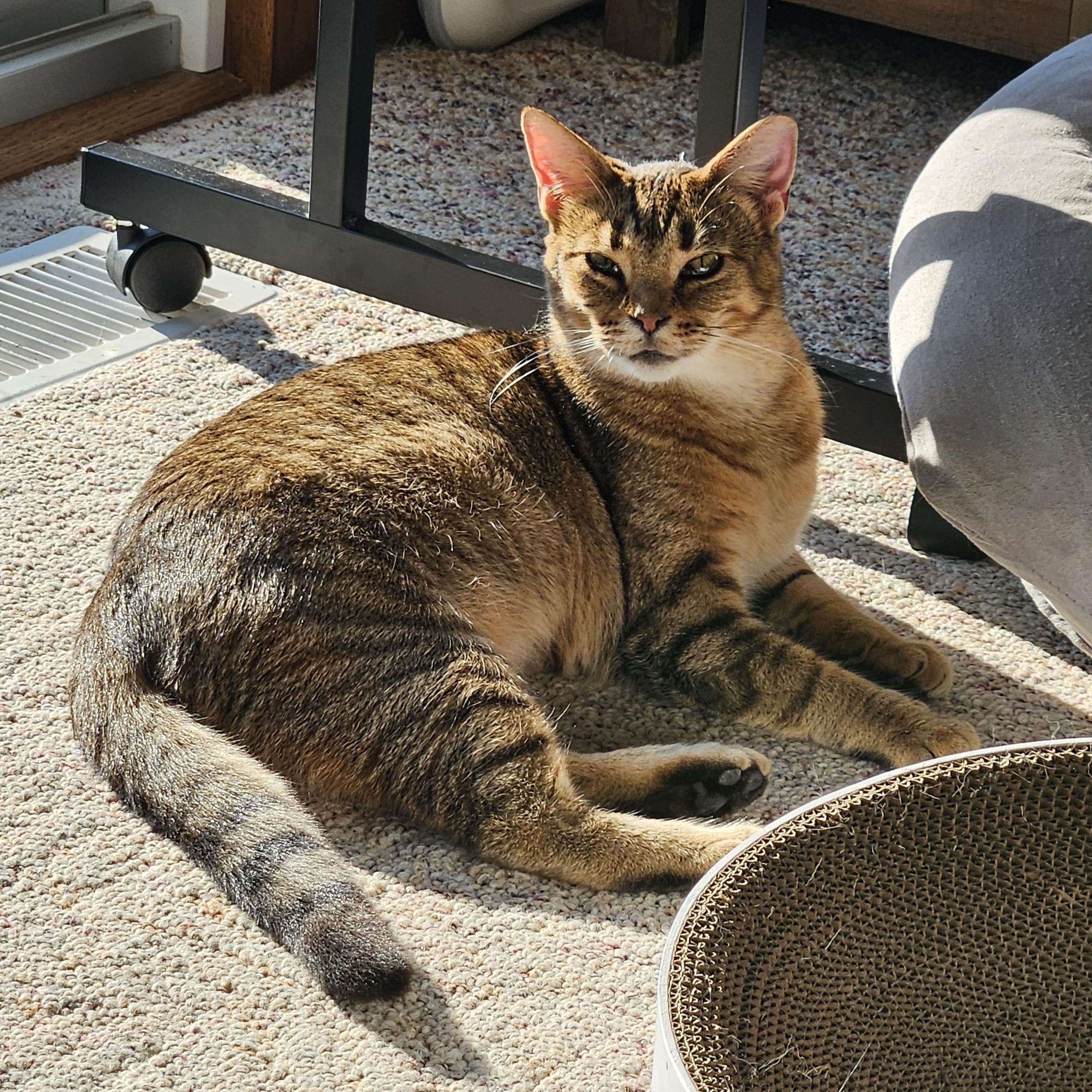Ziti & Cocoa Pebbles *The Purrfect Girl Duo*