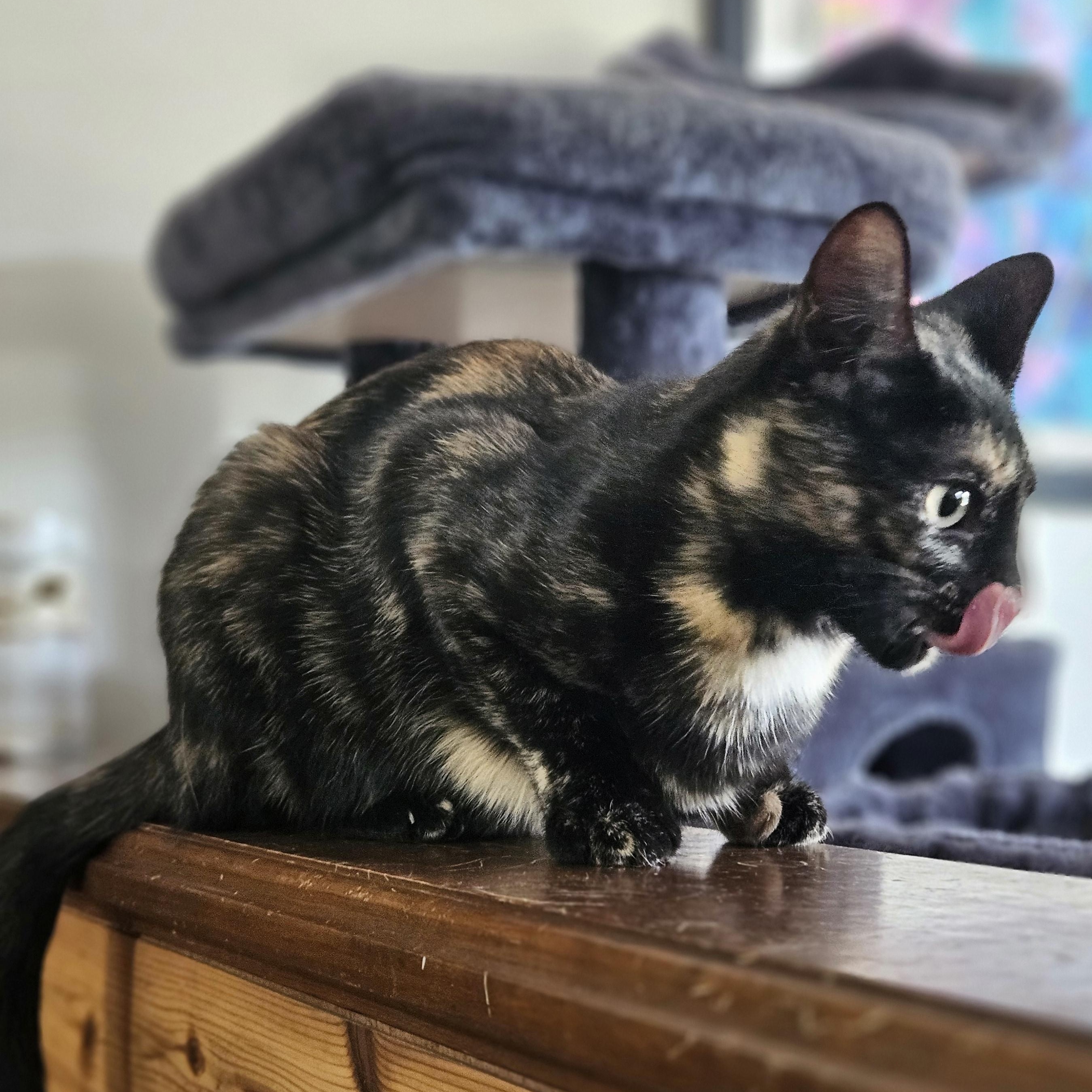 Ziti & Cocoa Pebbles *The Purrfect Girl Duo*