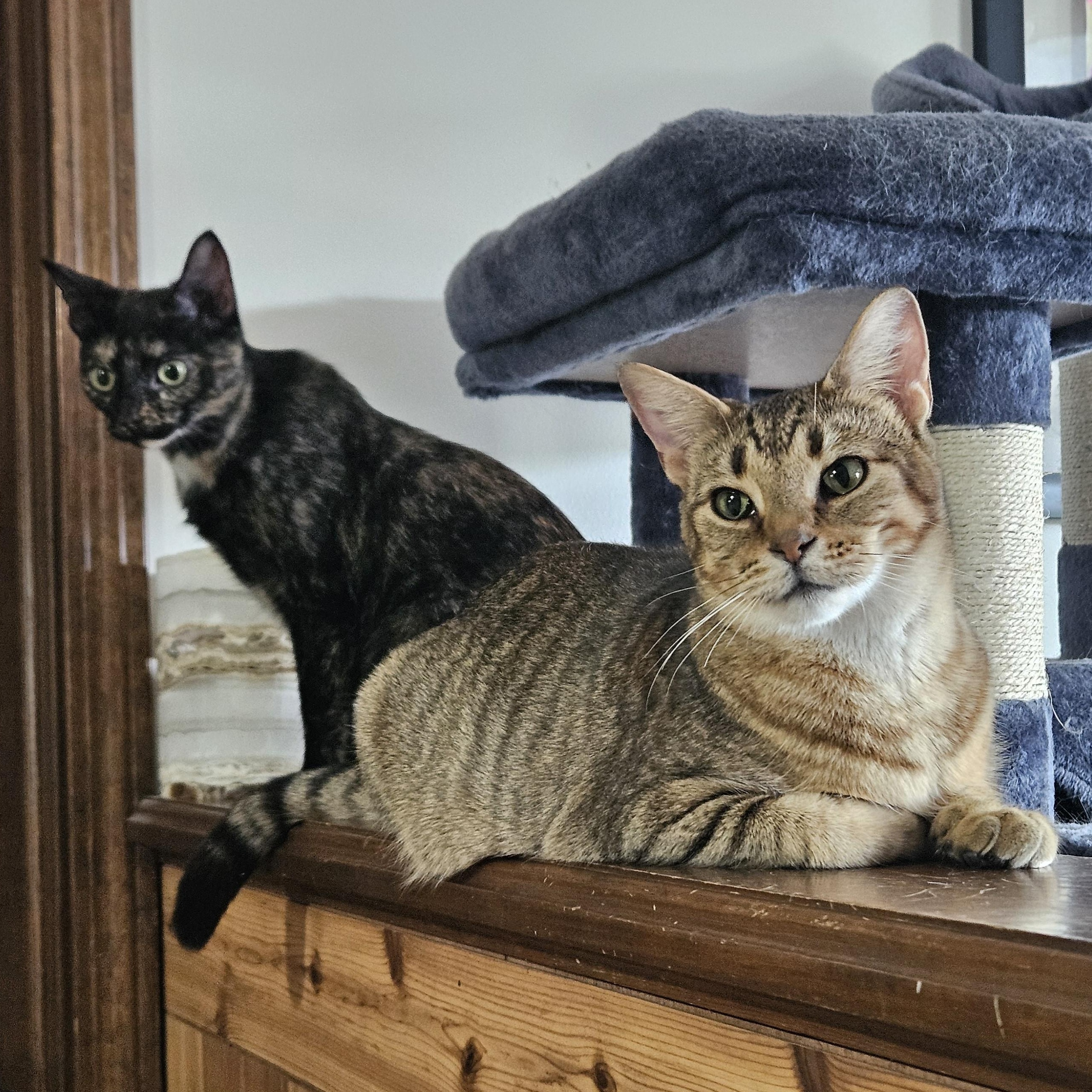 Ziti & Cocoa Pebbles *The Purrfect Girl Duo*