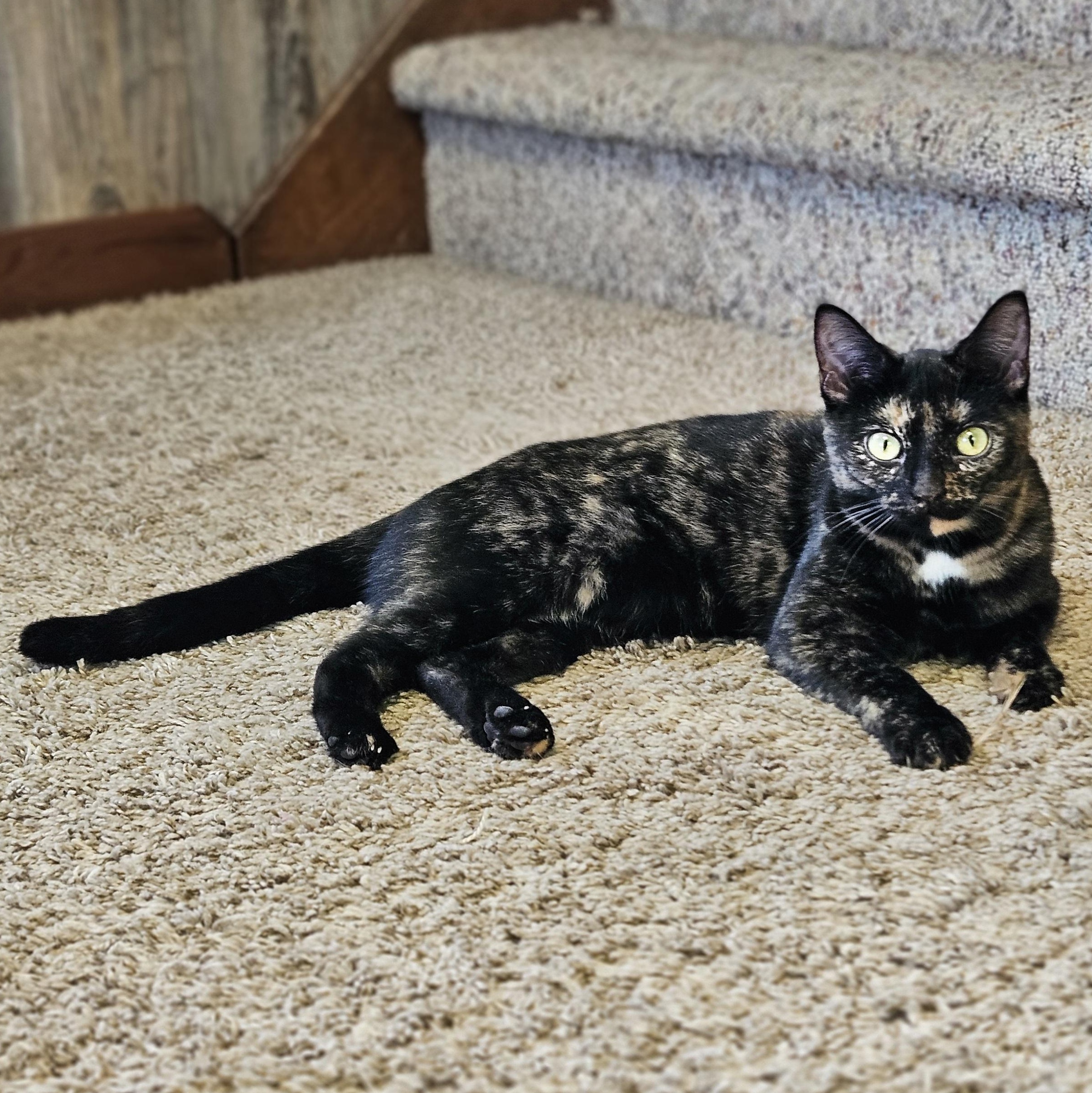 Enlarge Ziti & Cocoa Pebbles *The Purrfect Girl Duo*, a Adoptable mixed breed in Kentwood, MI image 5/6