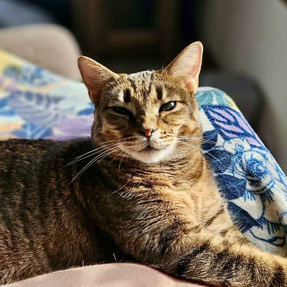 Enlarge Ziti & Cocoa Pebbles *The Purrfect Girl Duo*, a Adoptable mixed breed in Kentwood, MI image 6/6