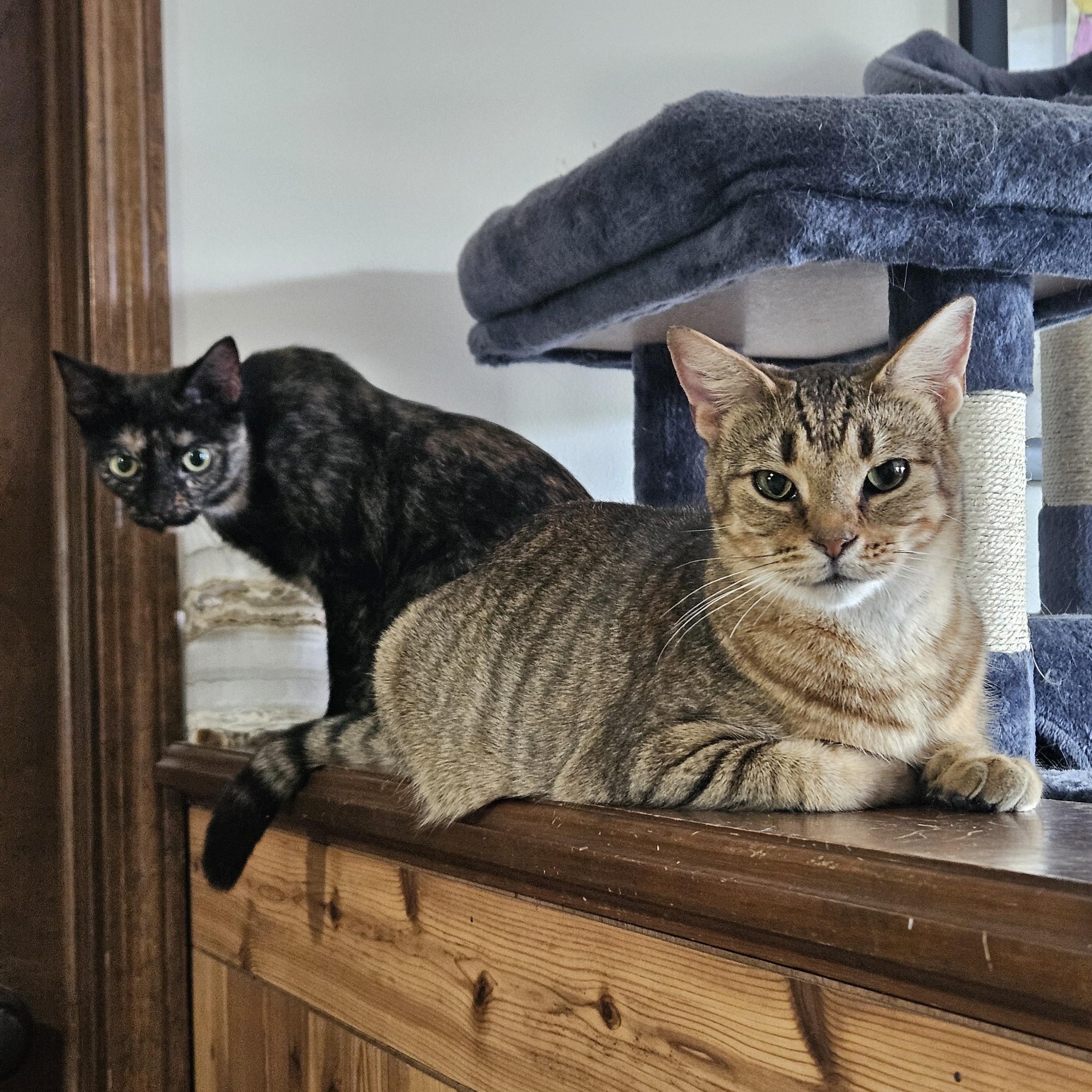 Ziti & Cocoa Pebbles *The Purrfect Girl Duo*
