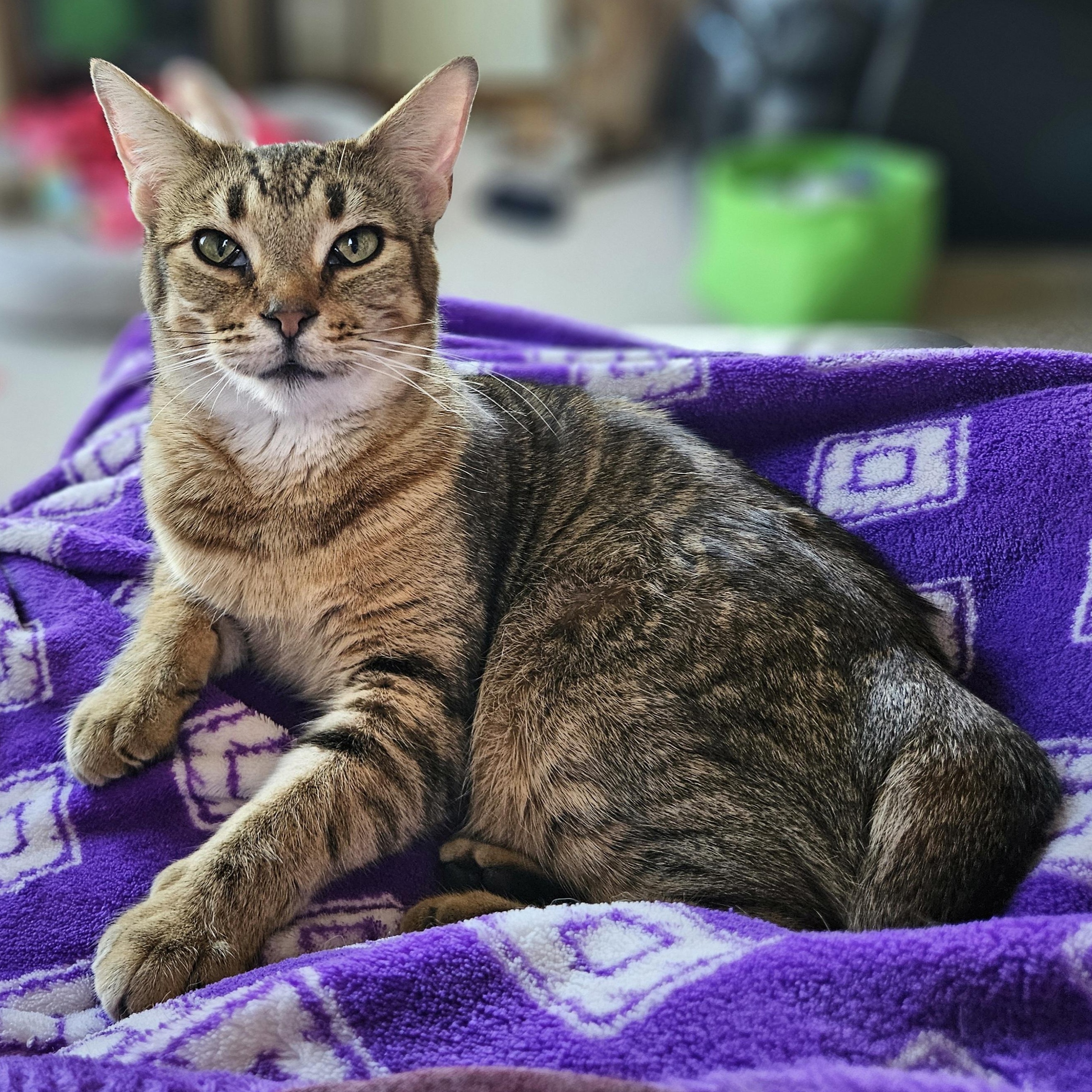 Enlarge Ziti & Cocoa Pebbles *The Purrfect Girl Duo*, a Adoptable mixed breed in Kentwood, MI image 4/6